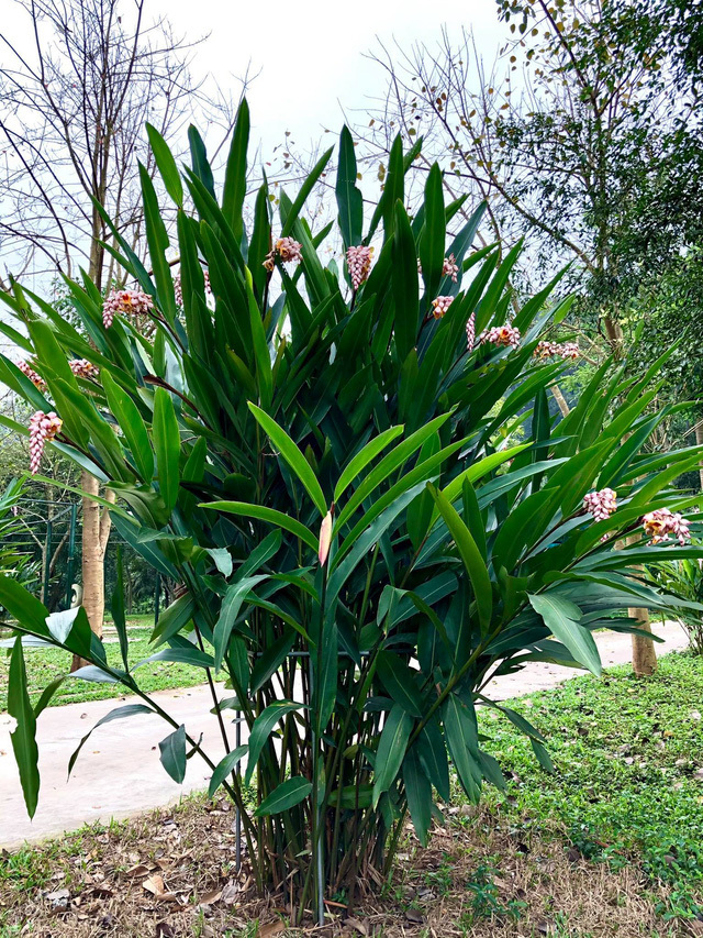 Loài hoa rừng tượng trưng cho sự đủ đầy, cứ dịp sau Tết là hút khách ầm ầm, dân buôn không cần đăng cũng hết- Ảnh 5. Loài hoa rừng tượng trưng cho sự đủ đầy, cứ dịp sau Tết là hút khách ầm ầm, dân buôn không cần đăng cũng hết- Ảnh 5.