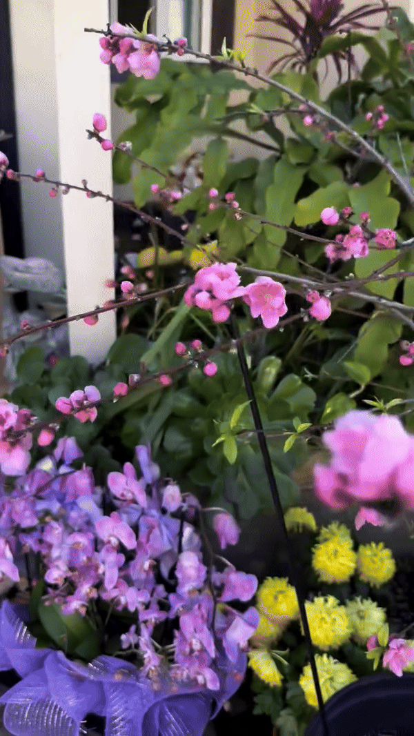 Khu vườn mùa xuân trong biệt thự ở Mỹ của Bằng Kiều: Hoa anh đào nở rộ chiếm ''spotlight'', gia chủ nở mũi "flex"- Ảnh 7.