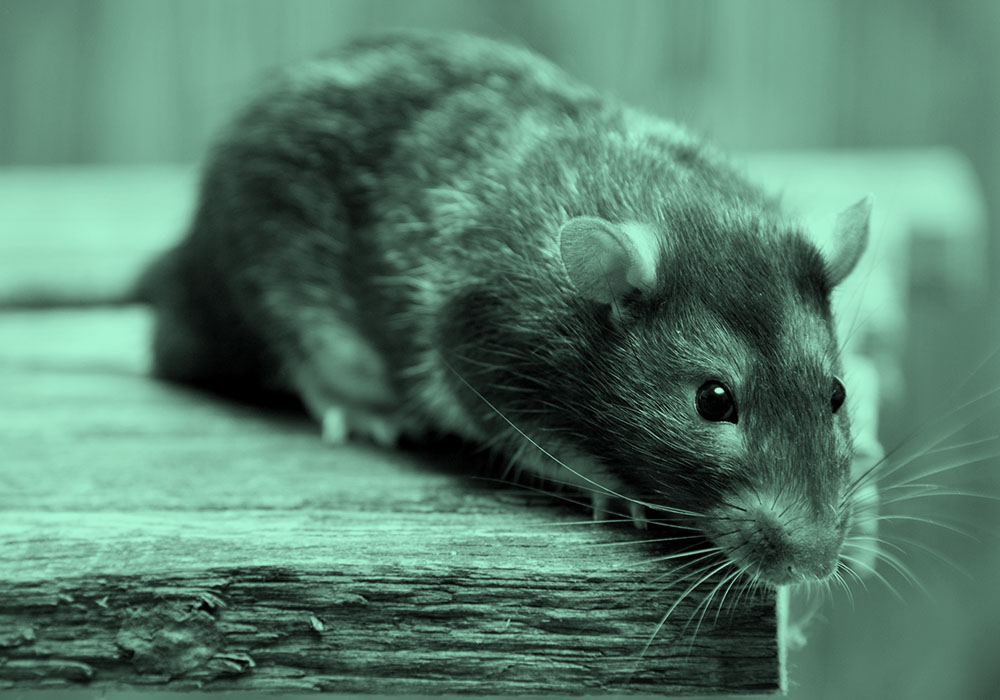 &quot;Quỷ ăn não&quot; xuất hiện trong rừng rậm Tân Cương, dài chưa đầy 20cm, có thể hạ 3.000 con chuột mỗi năm - Ảnh 4.
