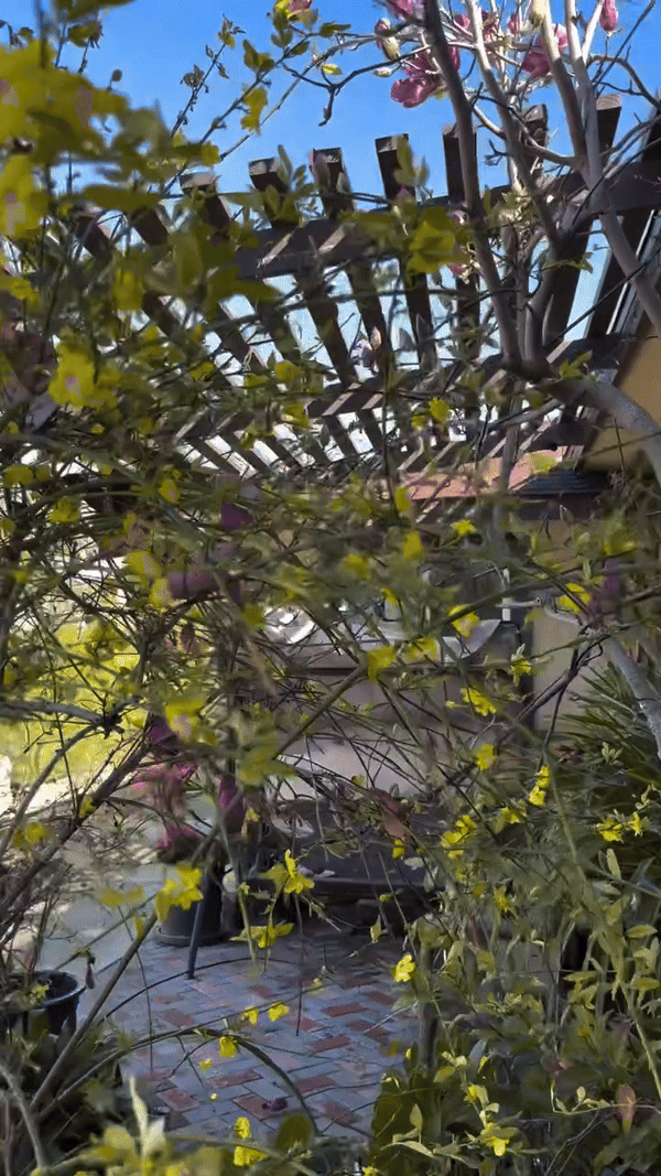 Khu vườn mùa xuân trong biệt thự ở Mỹ của Bằng Kiều: Hoa anh đào nở rộ chiếm ''spotlight'', gia chủ nở mũi "flex"- Ảnh 9.