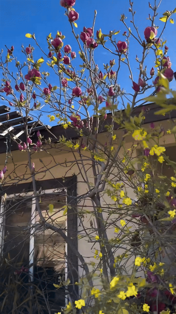 Khu vườn mùa xuân trong biệt thự ở Mỹ của Bằng Kiều: Hoa anh đào nở rộ chiếm ''spotlight'', gia chủ nở mũi "flex"- Ảnh 10.