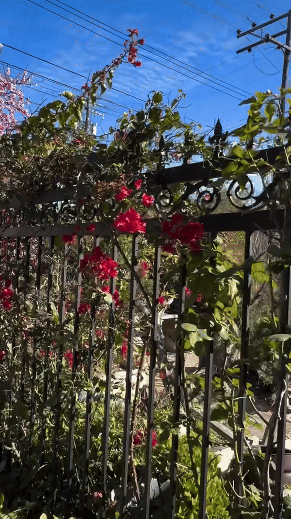 Khu vườn mùa xuân trong biệt thự ở Mỹ của Bằng Kiều: Hoa anh đào nở rộ chiếm ''spotlight'', gia chủ nở mũi &quot;flex&quot;- Ảnh 11.