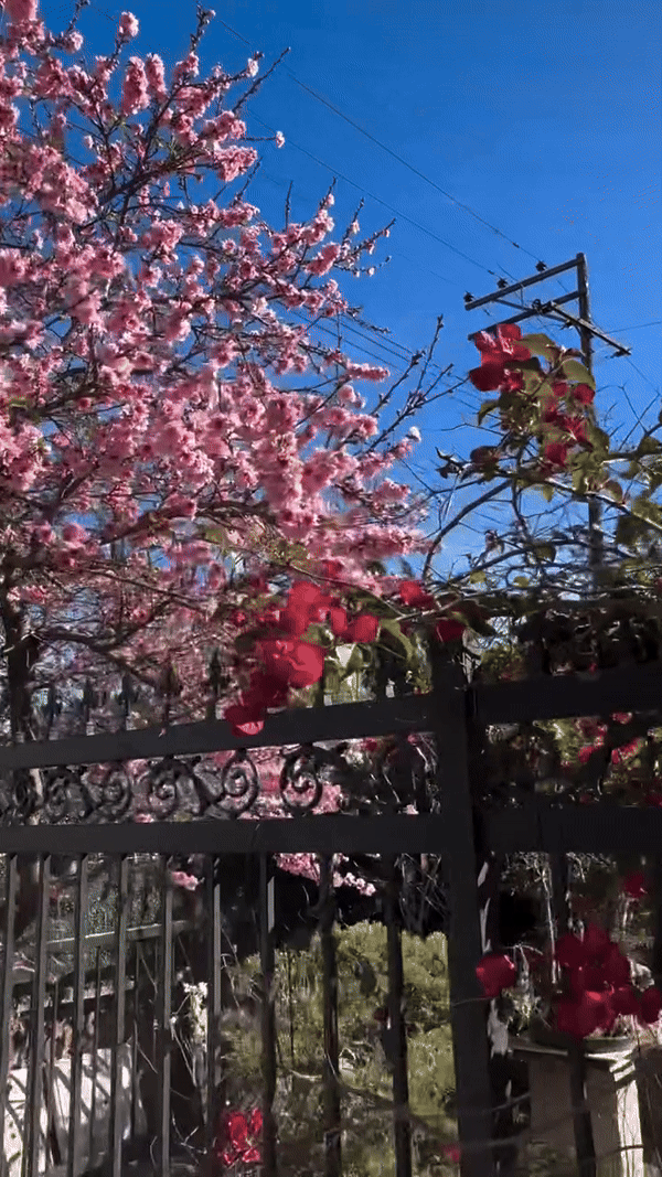 Khu vườn mùa xuân trong biệt thự ở Mỹ của Bằng Kiều: Hoa anh đào nở rộ chiếm ''spotlight'', gia chủ nở mũi &quot;flex&quot;- Ảnh 12.