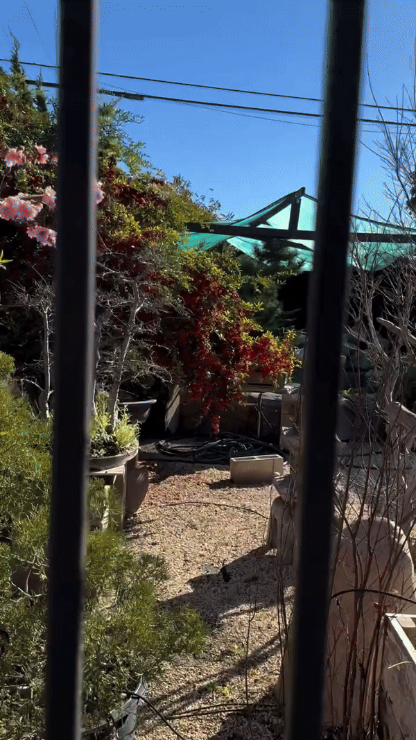 Khu vườn mùa xuân trong biệt thự ở Mỹ của Bằng Kiều: Hoa anh đào nở rộ chiếm ''spotlight'', gia chủ nở mũi &quot;flex&quot;- Ảnh 13.
