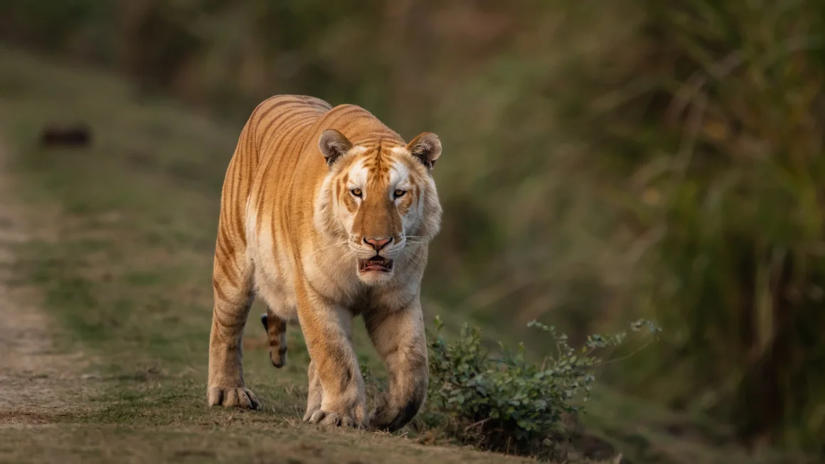 Hổ vàng cực kỳ quý hiếm xuất hiện Ấn Độ: Tin tức khiến các nhà bảo tồn 