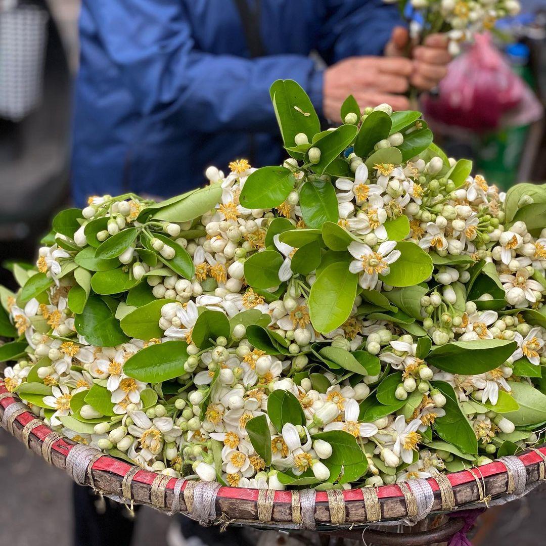 "Tháng 3 hoa bưởi", chị em đừng quên thú chơi tao nhã đầy hoài niệm của Hà Nội chỉ có ở mùa này nhé!- Ảnh 8.