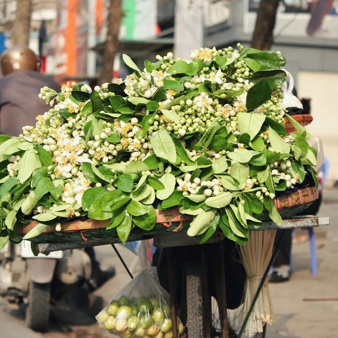 "Tháng 3 hoa bưởi", chị em đừng quên thú chơi tao nhã đầy hoài niệm của Hà Nội chỉ có ở mùa này nhé!- Ảnh 4.