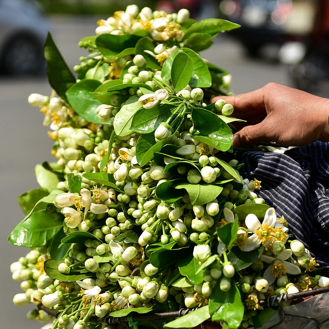 "Tháng 3 hoa bưởi", chị em đừng quên thú chơi tao nhã đầy hoài niệm của Hà Nội chỉ có ở mùa này nhé!- Ảnh 6.