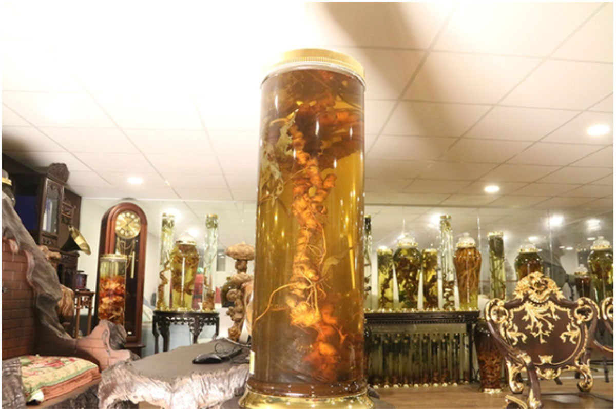 Loài cây được coi là “quốc bảo” của Việt Nam: Giá có thể lên tới hàng tỷ đồng, một vụ trộm lớn mới xảy ra- Ảnh 6. Loài cây được coi là “quốc bảo” của Việt Nam: Giá có thể lên tới hàng tỷ đồng, một vụ trộm lớn mới xảy ra- Ảnh 6.