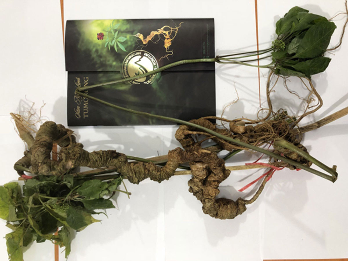 Loài cây được coi là “quốc bảo” của Việt Nam: Giá có thể lên tới hàng tỷ đồng, một vụ trộm lớn mới xảy ra- Ảnh 7. Loài cây được coi là “quốc bảo” của Việt Nam: Giá có thể lên tới hàng tỷ đồng, một vụ trộm lớn mới xảy ra- Ảnh 7.