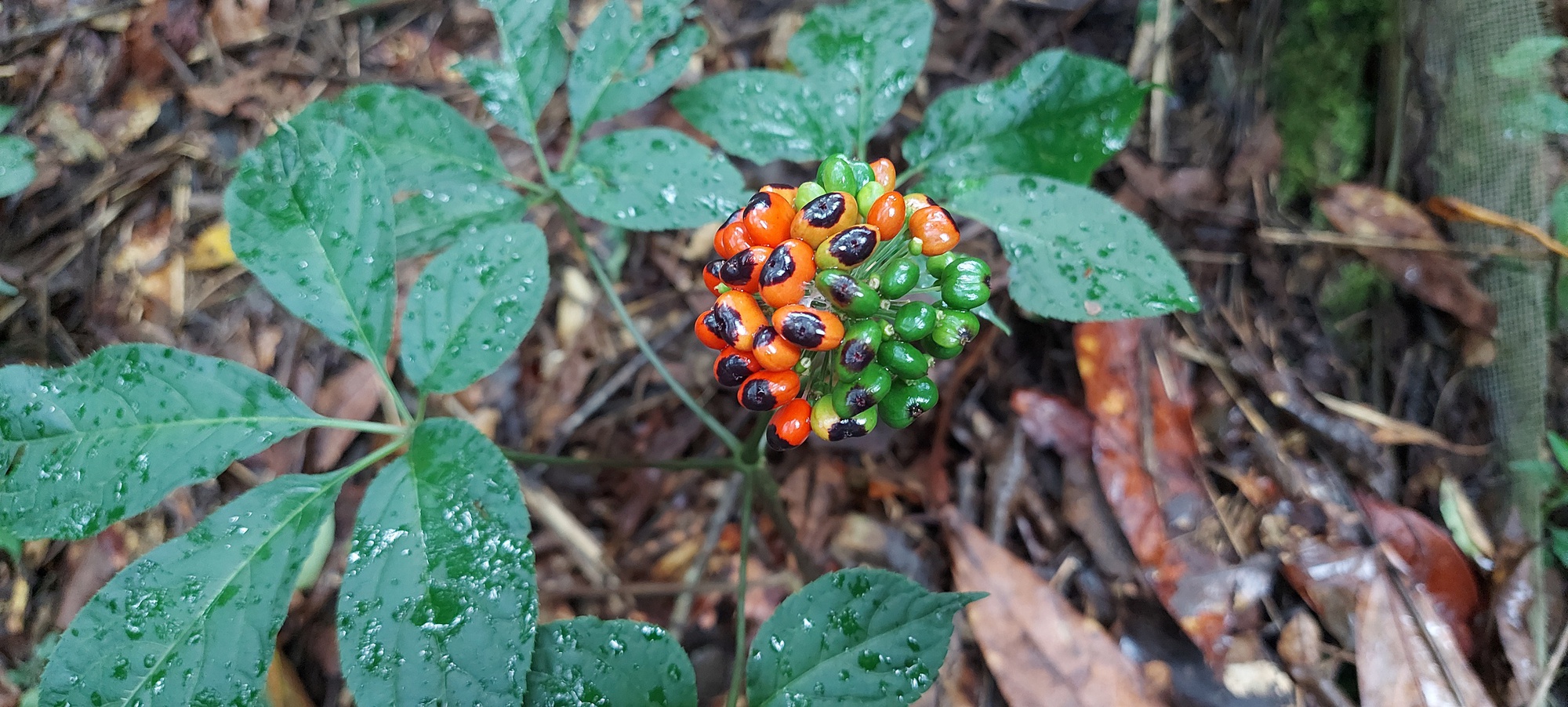 Loài cây được coi là “quốc bảo” của Việt Nam: Giá có thể lên tới hàng tỷ đồng, một vụ trộm lớn mới xảy ra- Ảnh 3. Loài cây được coi là “quốc bảo” của Việt Nam: Giá có thể lên tới hàng tỷ đồng, một vụ trộm lớn mới xảy ra- Ảnh 3.