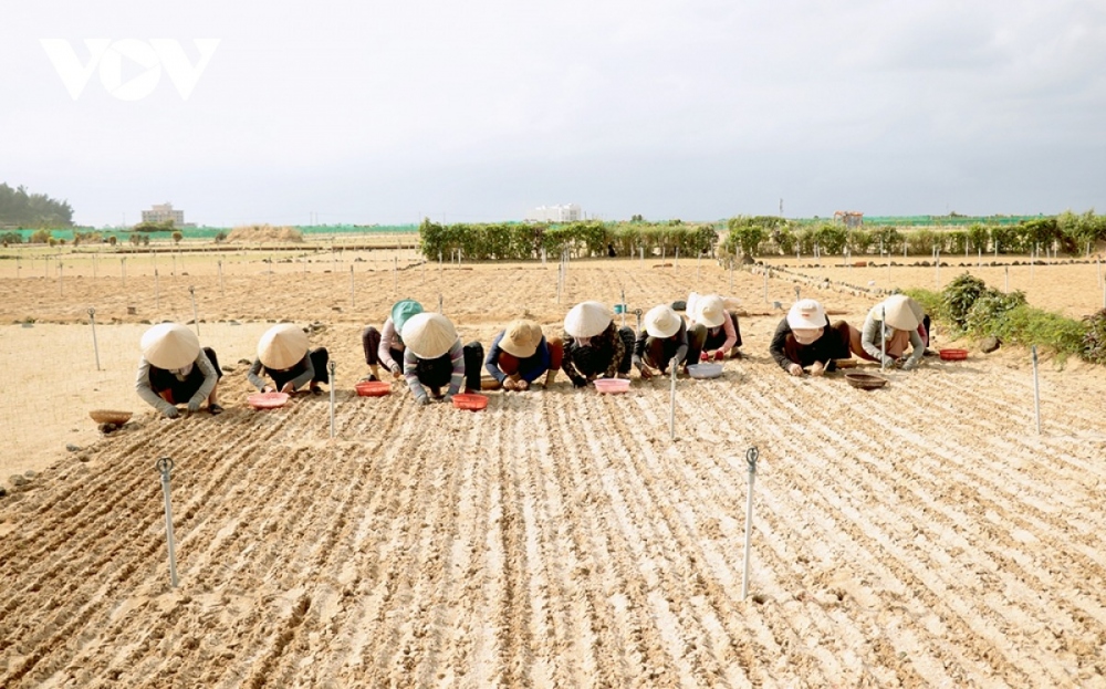 Phát triển Lý Sơn thành trung tâm du lịch biển đảo của quốc gia - Ảnh 3.