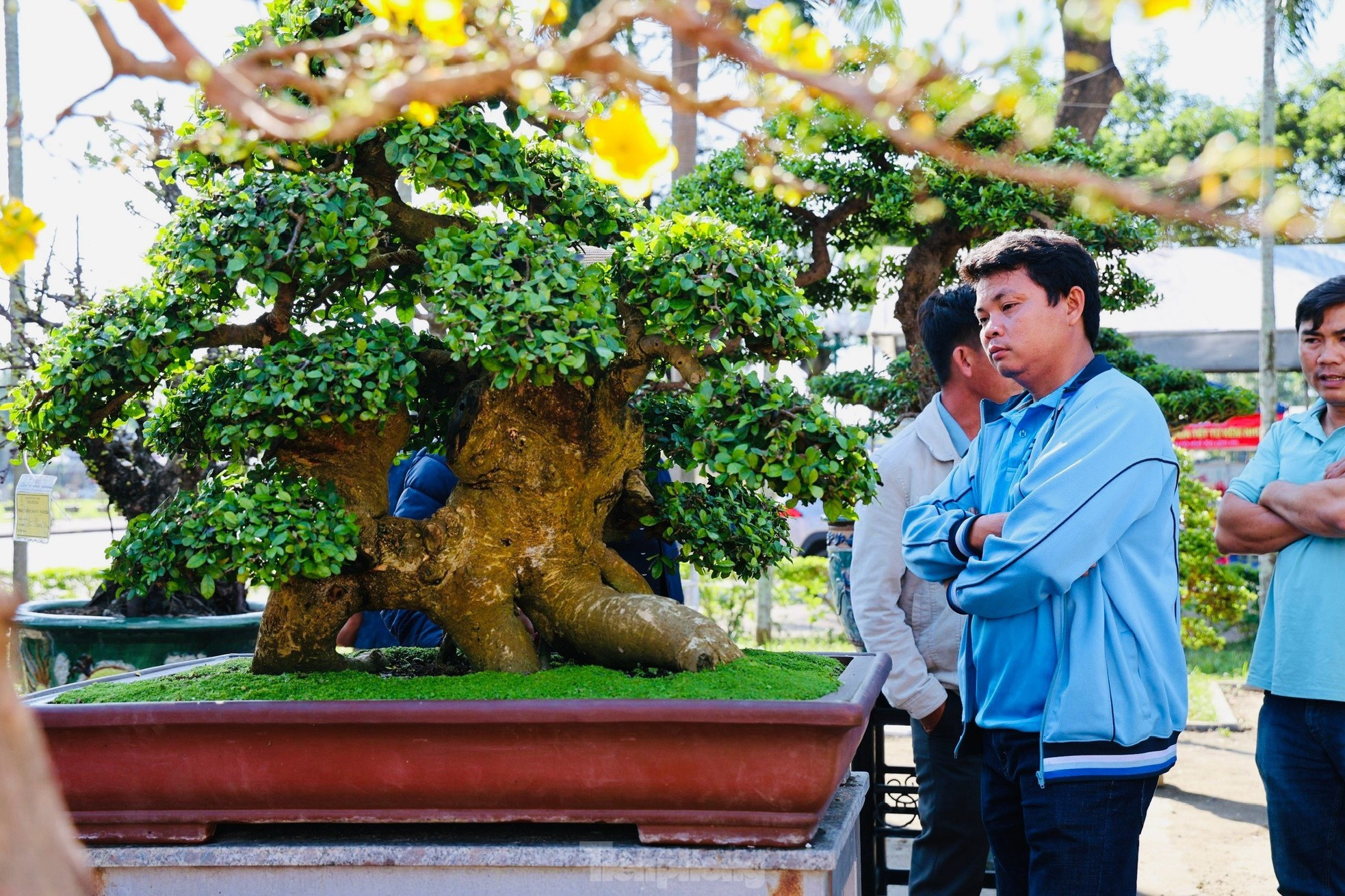 Dàn bonsai độc lạ, giá lên đến 500 triệu đồng ở Quảng Ngãi - Ảnh 6.