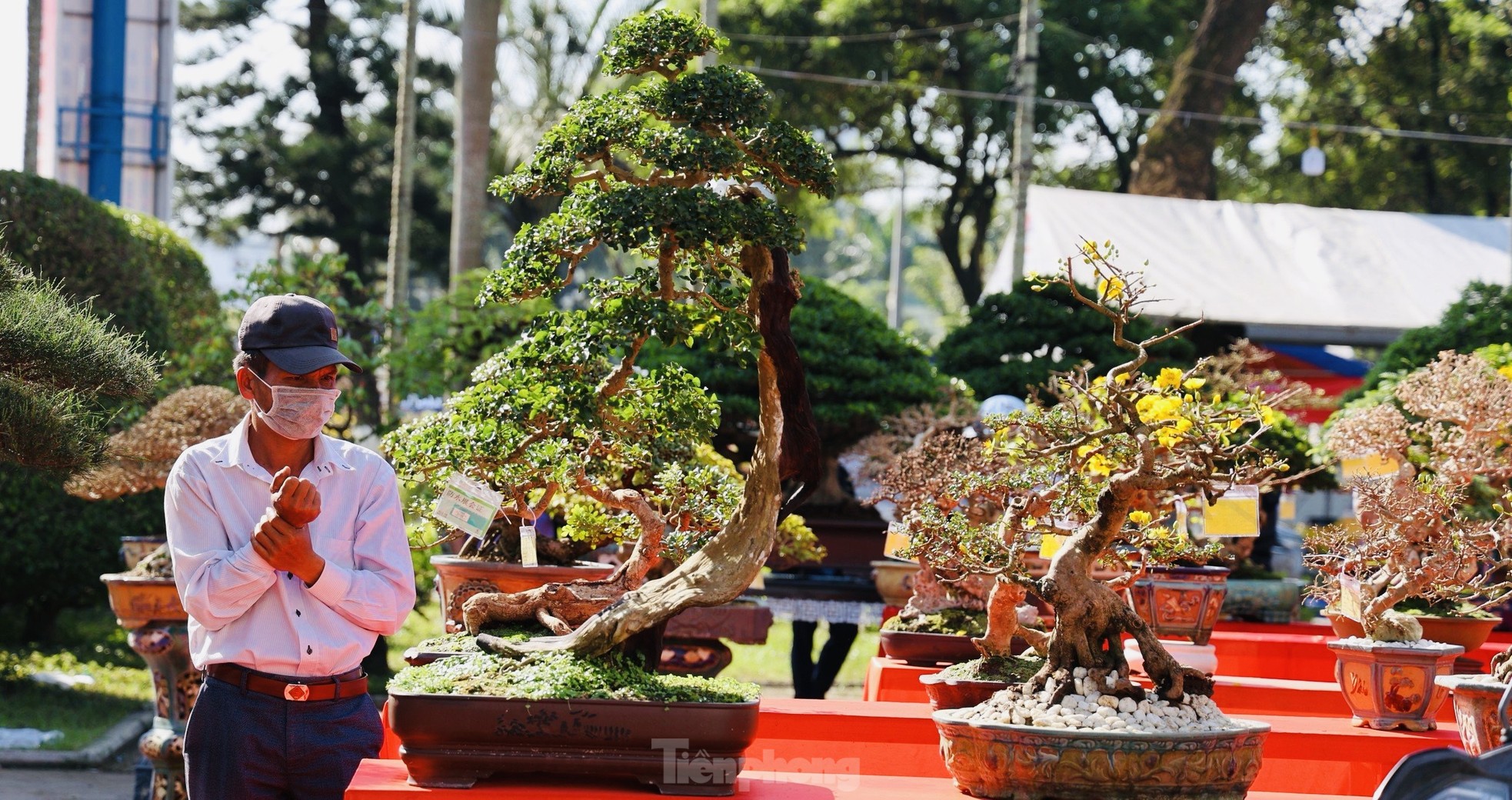 Dàn bonsai độc lạ, giá lên đến 500 triệu đồng ở Quảng Ngãi - Ảnh 27.
