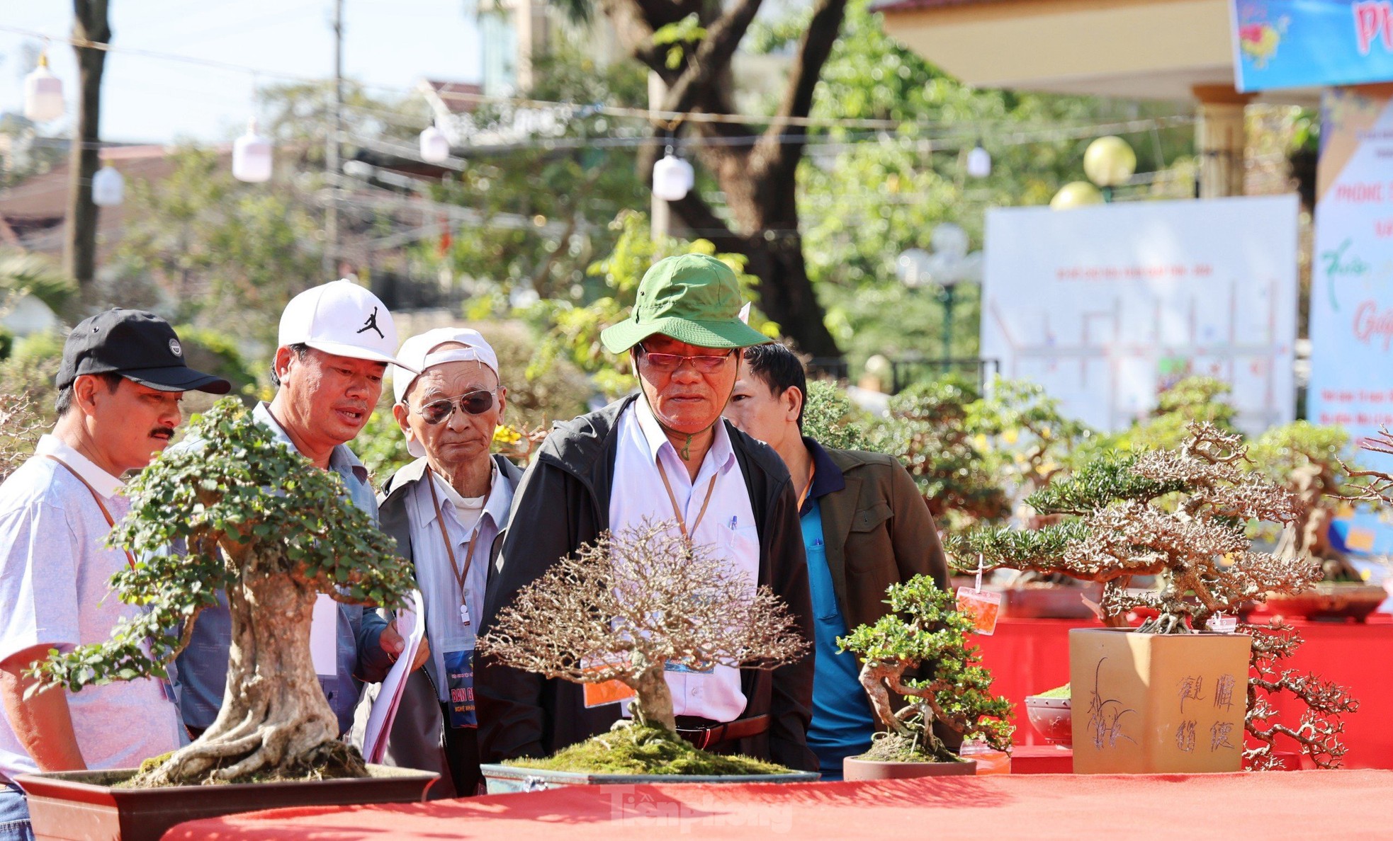 Dàn bonsai độc lạ, giá lên đến 500 triệu đồng ở Quảng Ngãi - Ảnh 25.