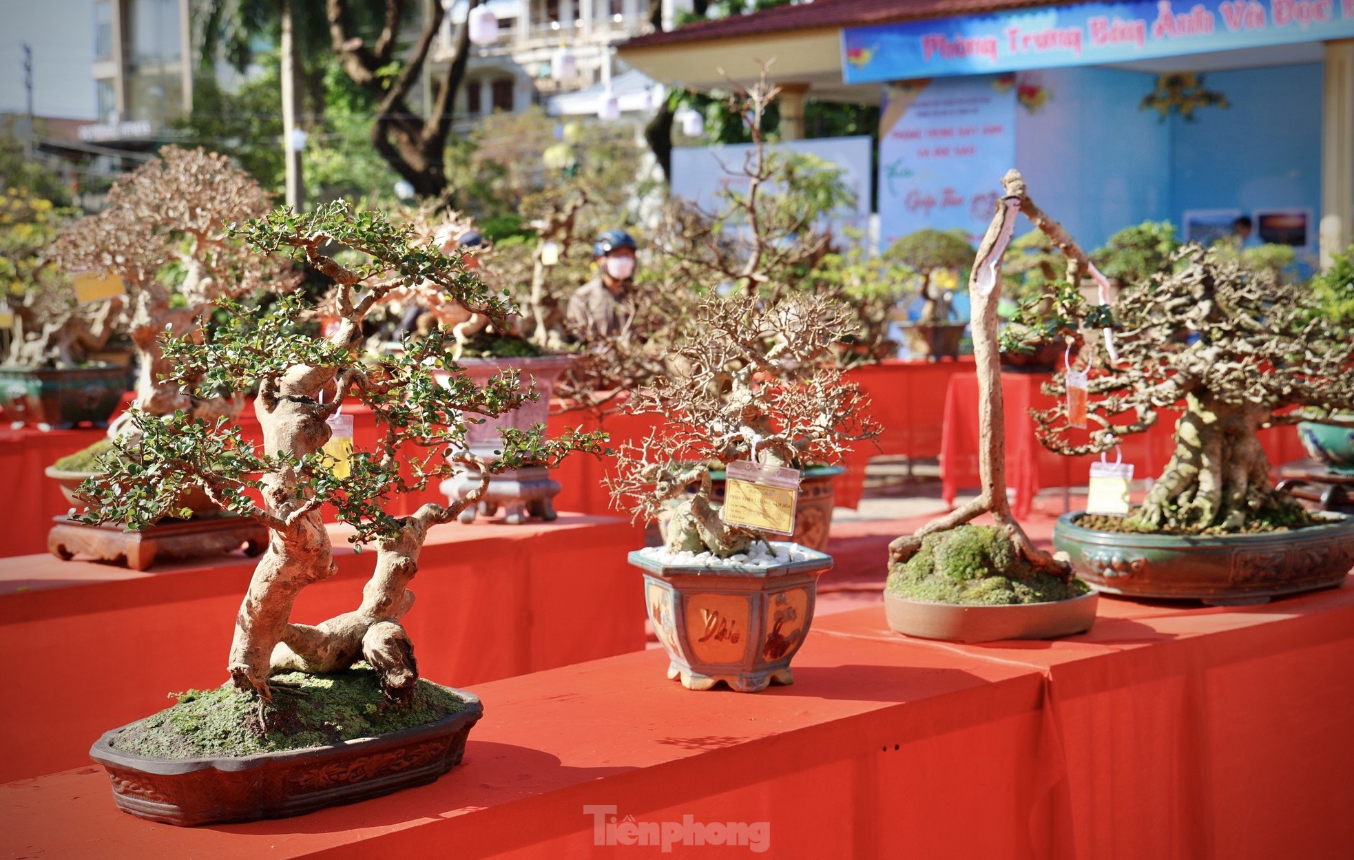 Dàn bonsai độc lạ, giá lên đến 500 triệu đồng ở Quảng Ngãi - Ảnh 2.