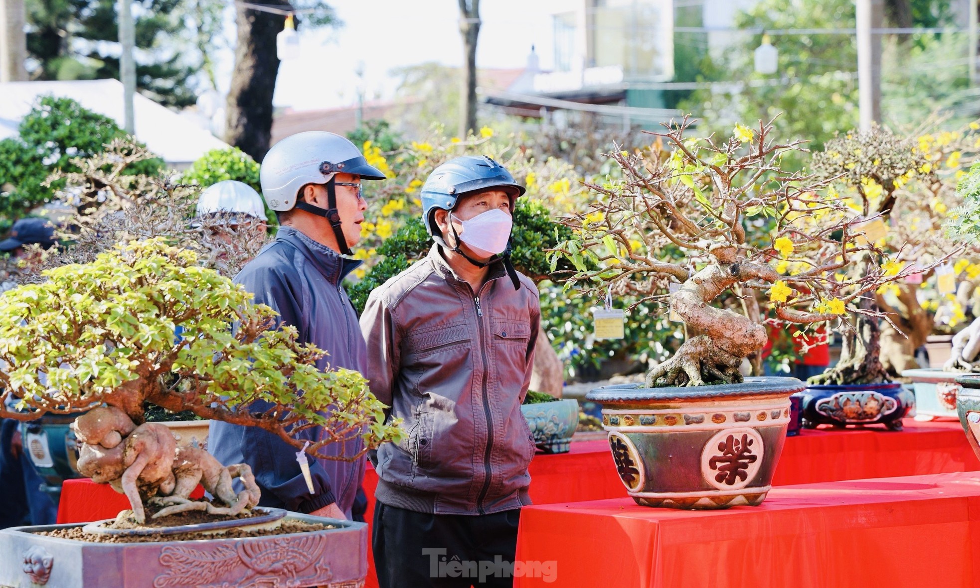Dàn bonsai độc lạ, giá lên đến 500 triệu đồng ở Quảng Ngãi - Ảnh 26.