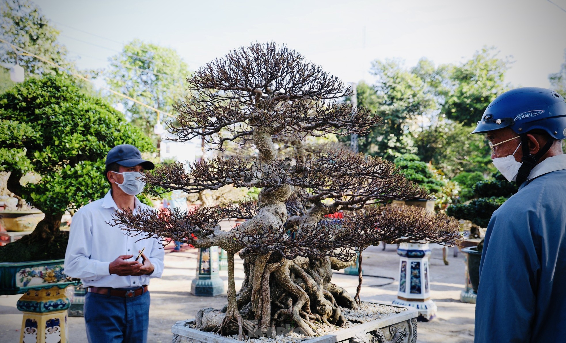 Dàn bonsai độc lạ, giá lên đến 500 triệu đồng ở Quảng Ngãi - Ảnh 5.