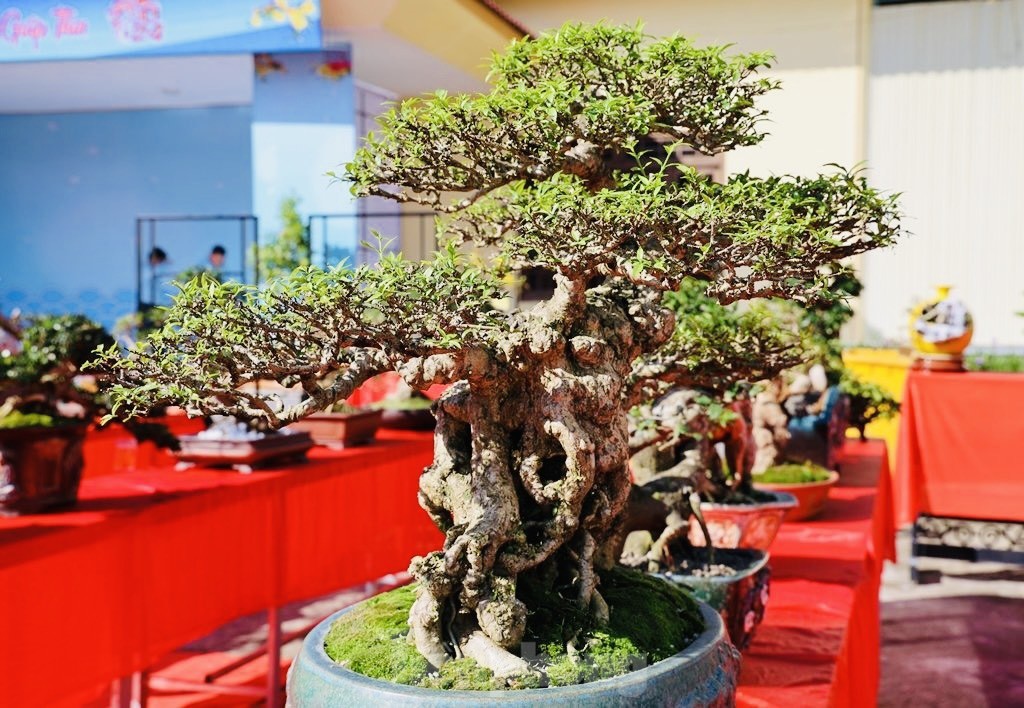 Dàn bonsai độc lạ, giá lên đến 500 triệu đồng ở Quảng Ngãi - Ảnh 15.