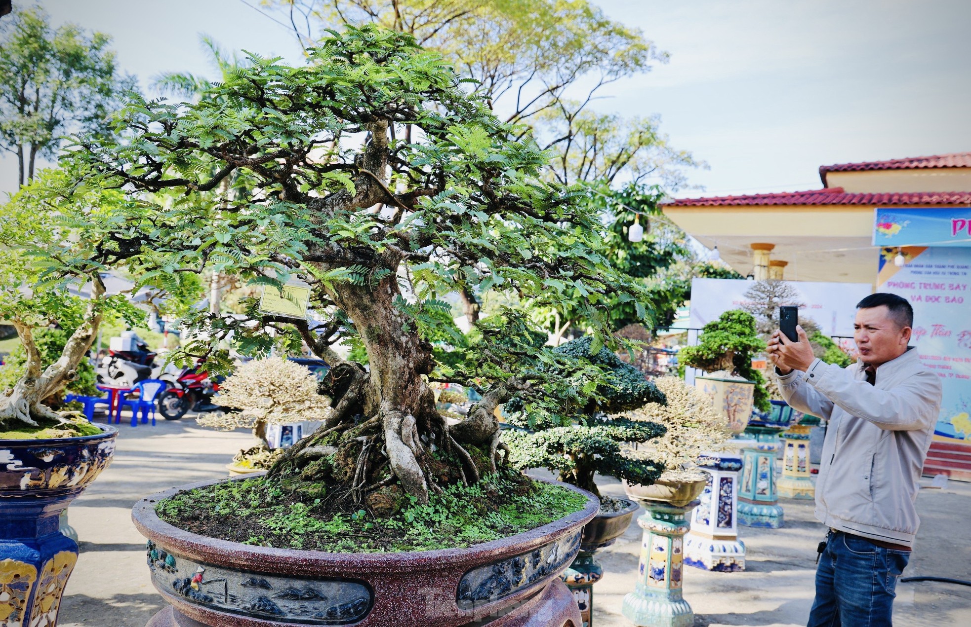 Dàn bonsai độc lạ, giá lên đến 500 triệu đồng ở Quảng Ngãi - Ảnh 20.
