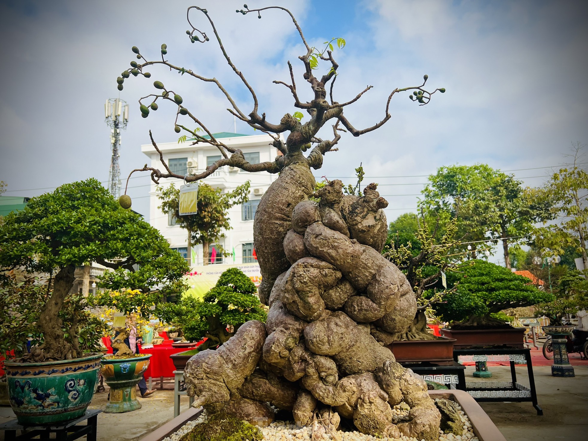 Dàn bonsai độc lạ, giá lên đến 500 triệu đồng ở Quảng Ngãi - Ảnh 30.