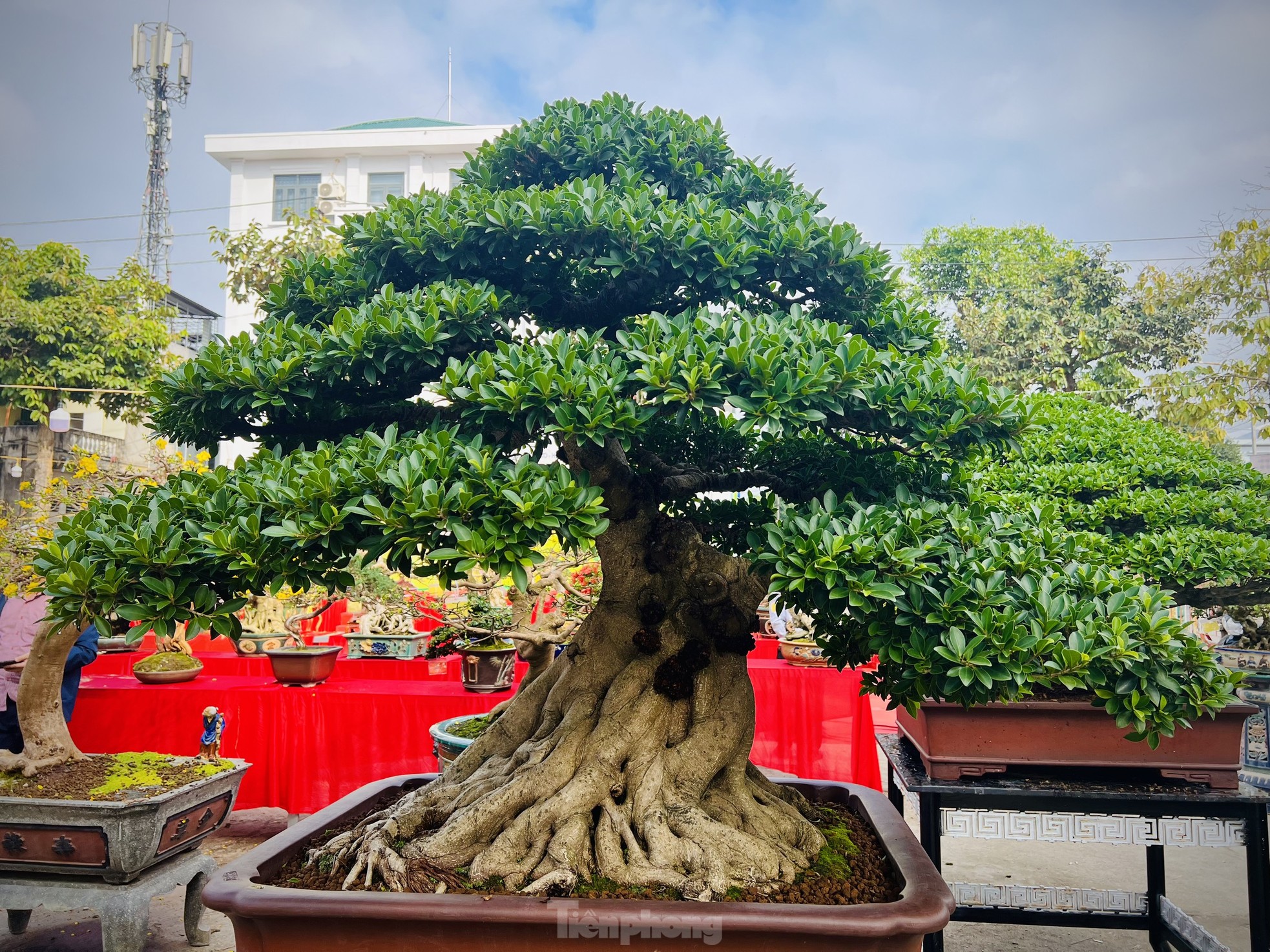 Dàn bonsai độc lạ, giá lên đến 500 triệu đồng ở Quảng Ngãi - Ảnh 23.