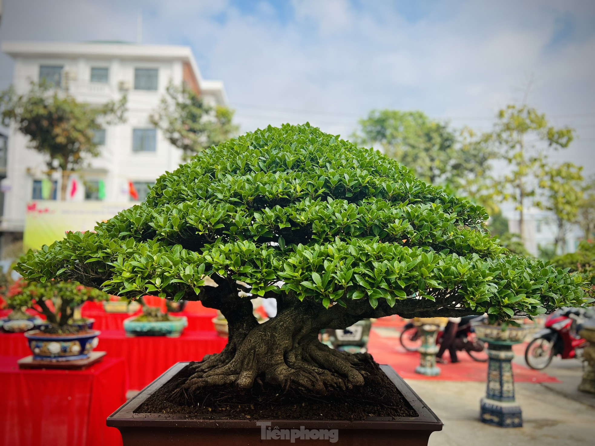 Dàn bonsai độc lạ, giá lên đến 500 triệu đồng ở Quảng Ngãi - Ảnh 22.