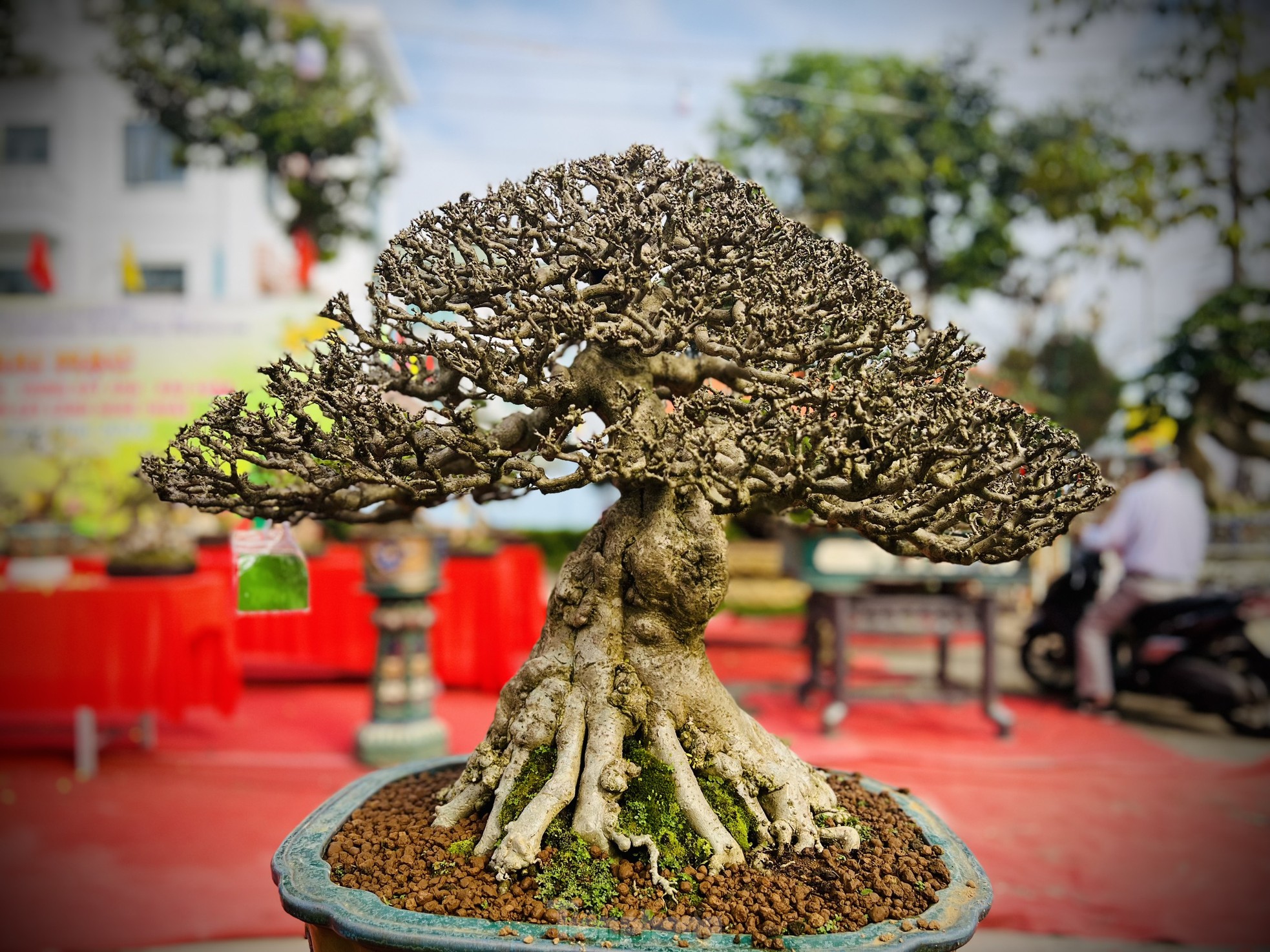 Dàn bonsai độc lạ, giá lên đến 500 triệu đồng ở Quảng Ngãi - Ảnh 11.