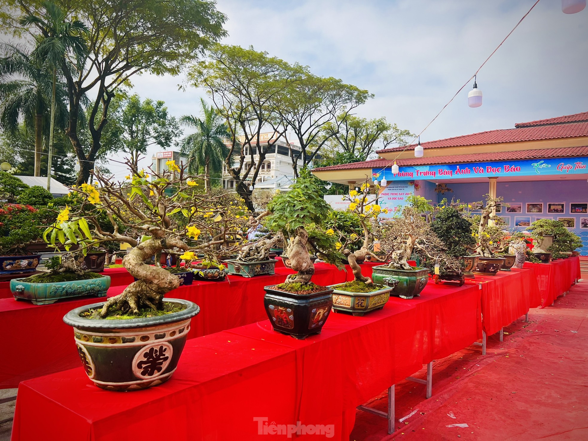 Dàn bonsai độc lạ, giá lên đến 500 triệu đồng ở Quảng Ngãi - Ảnh 3.