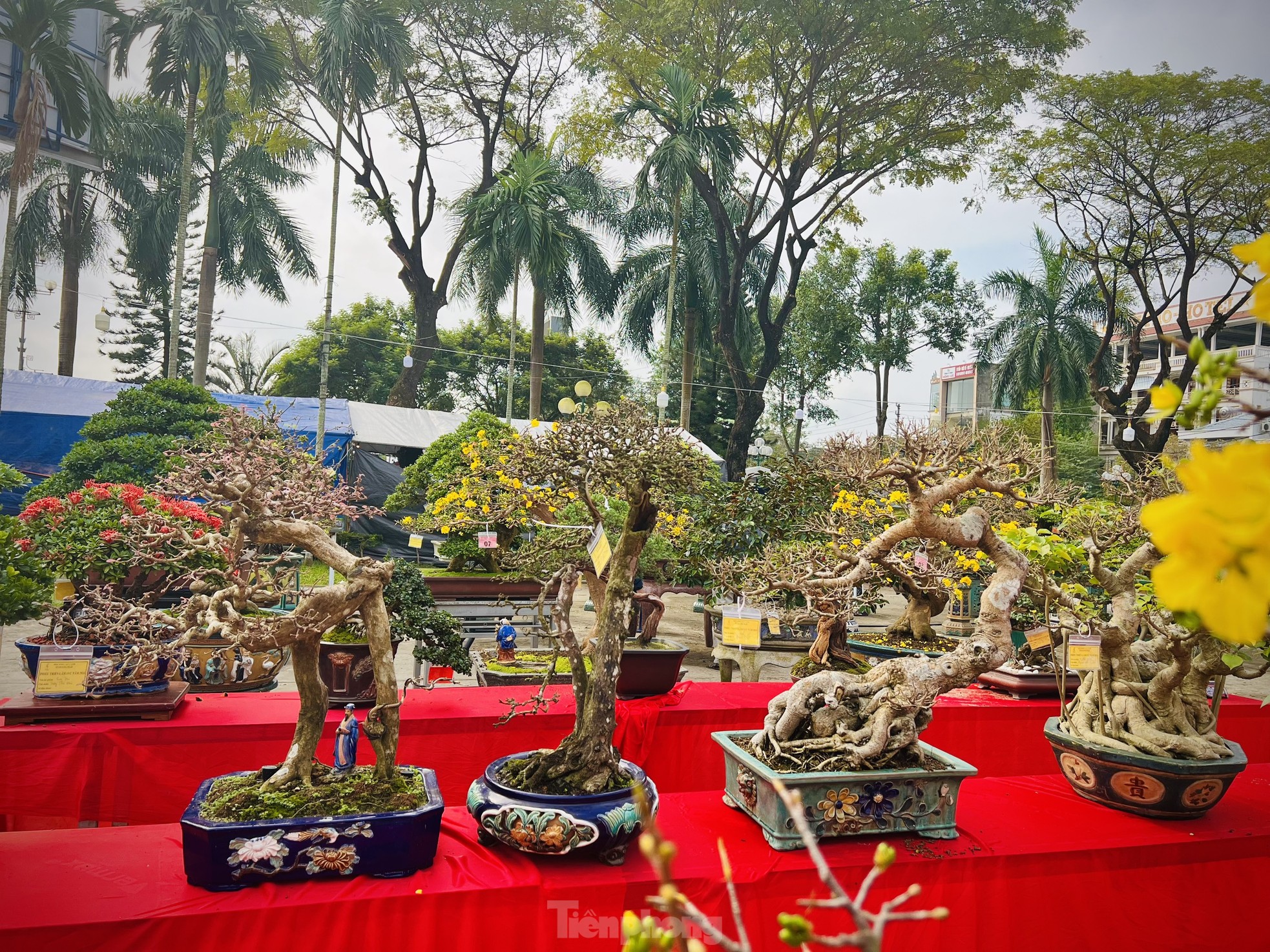 Dàn bonsai độc lạ, giá lên đến 500 triệu đồng ở Quảng Ngãi - Ảnh 4.