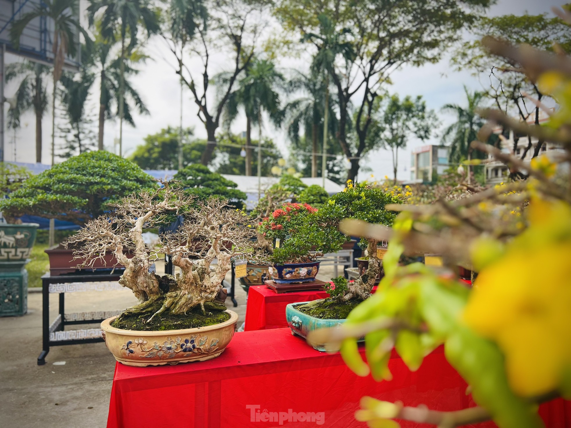 Dàn bonsai độc lạ, giá lên đến 500 triệu đồng ở Quảng Ngãi - Ảnh 31.
