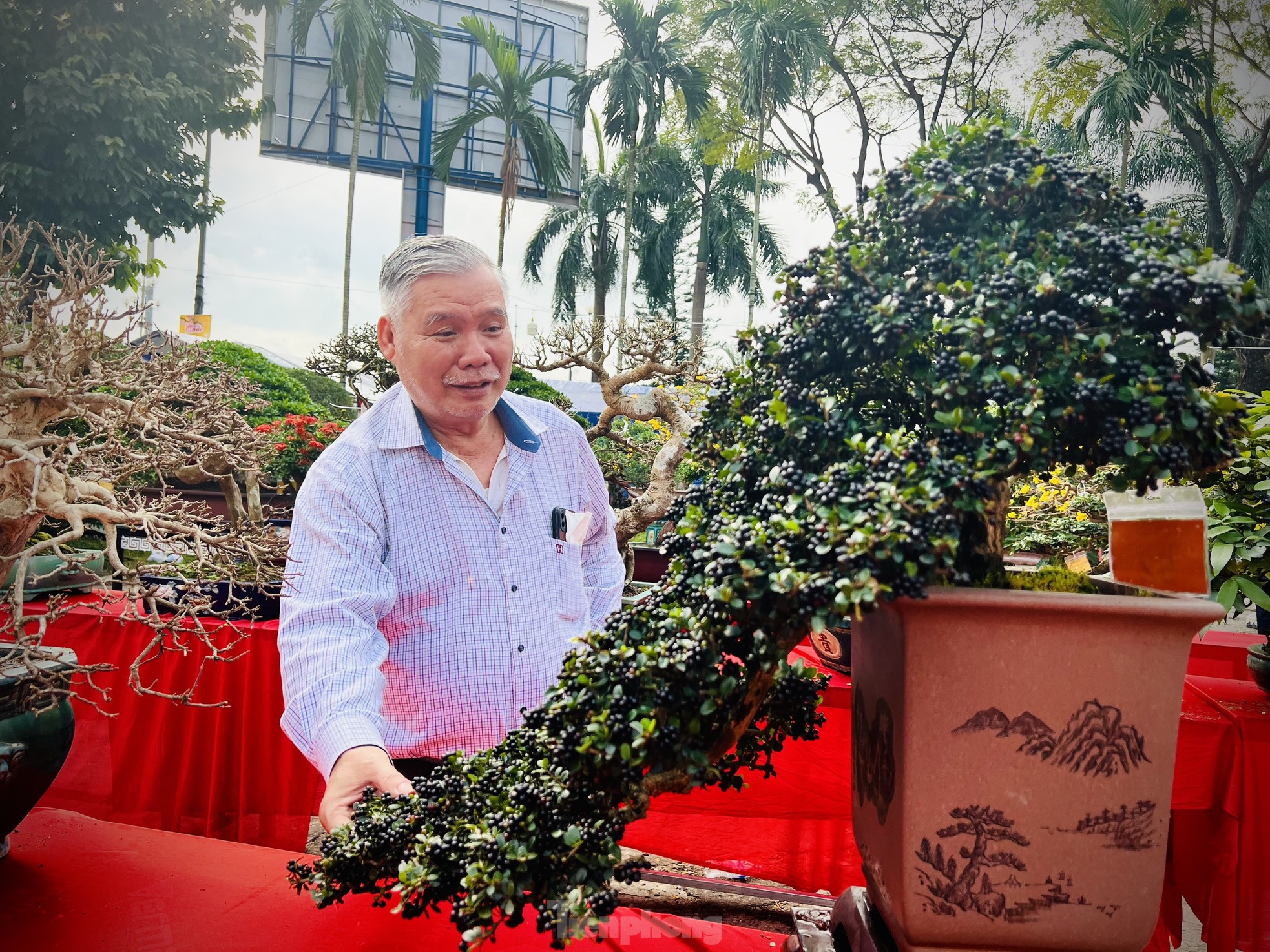 Dàn bonsai độc lạ, giá lên đến 500 triệu đồng ở Quảng Ngãi - Ảnh 29.