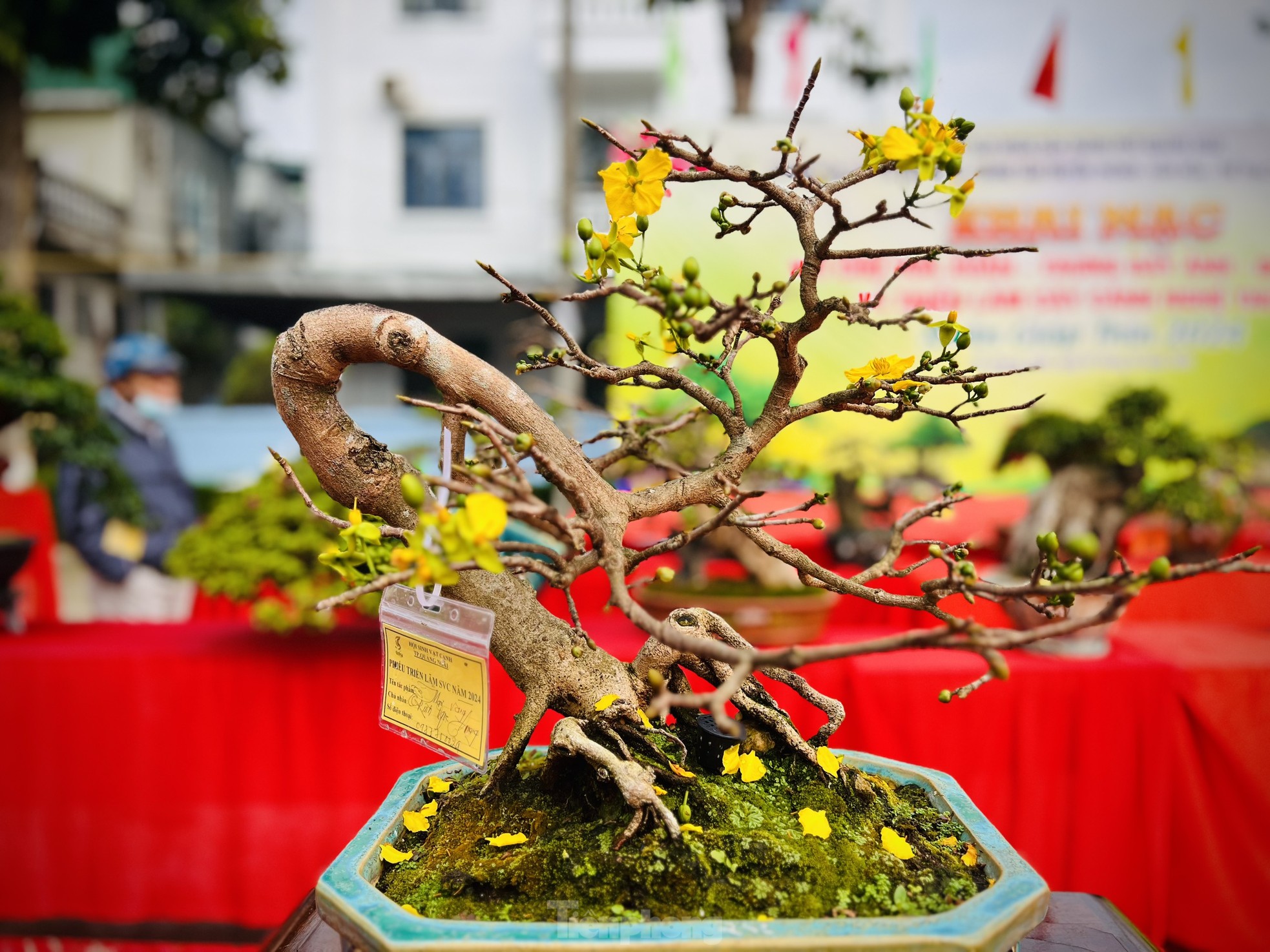 Dàn bonsai độc lạ, giá lên đến 500 triệu đồng ở Quảng Ngãi - Ảnh 28.