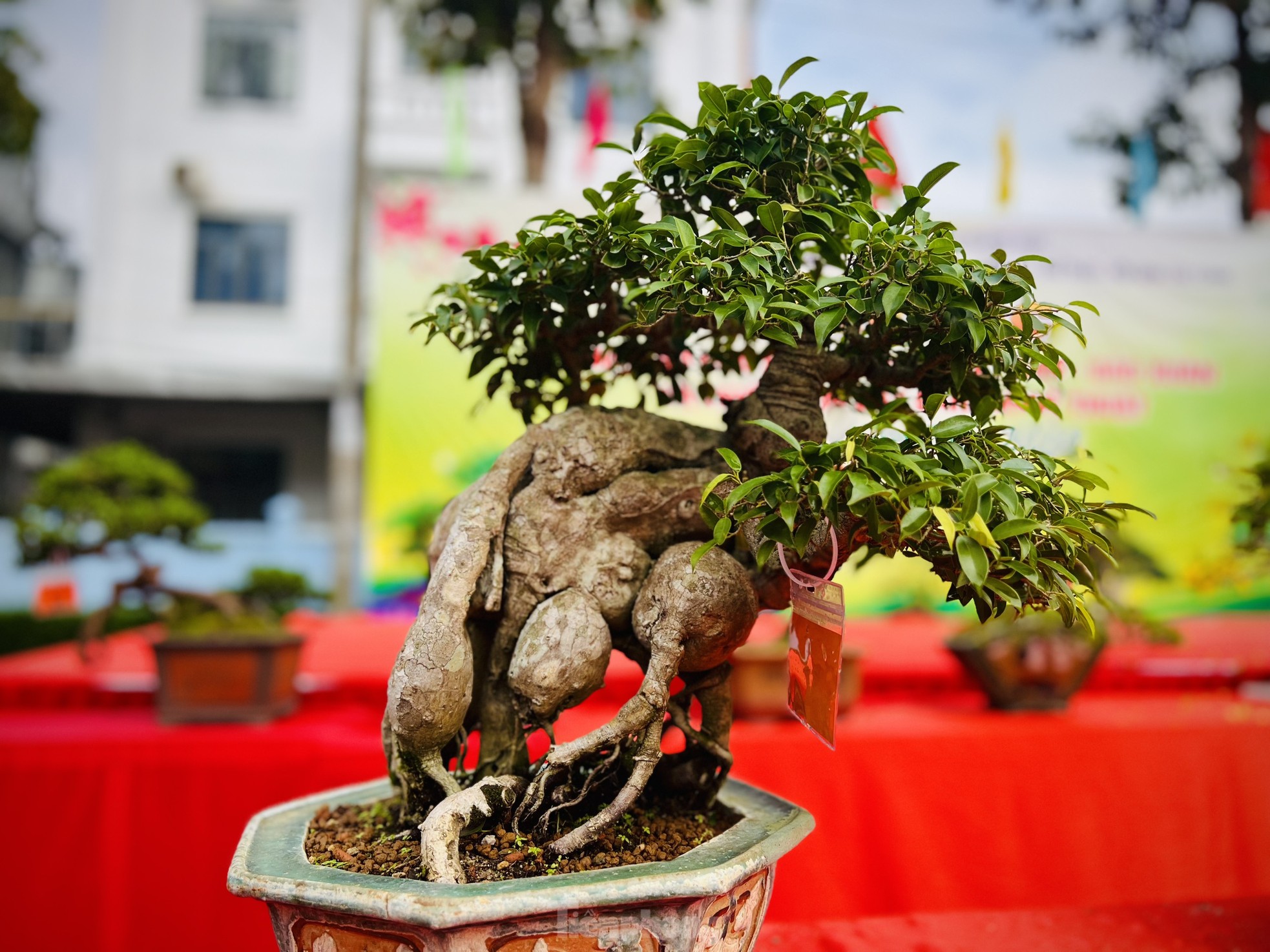 Dàn bonsai độc lạ, giá lên đến 500 triệu đồng ở Quảng Ngãi - Ảnh 14.