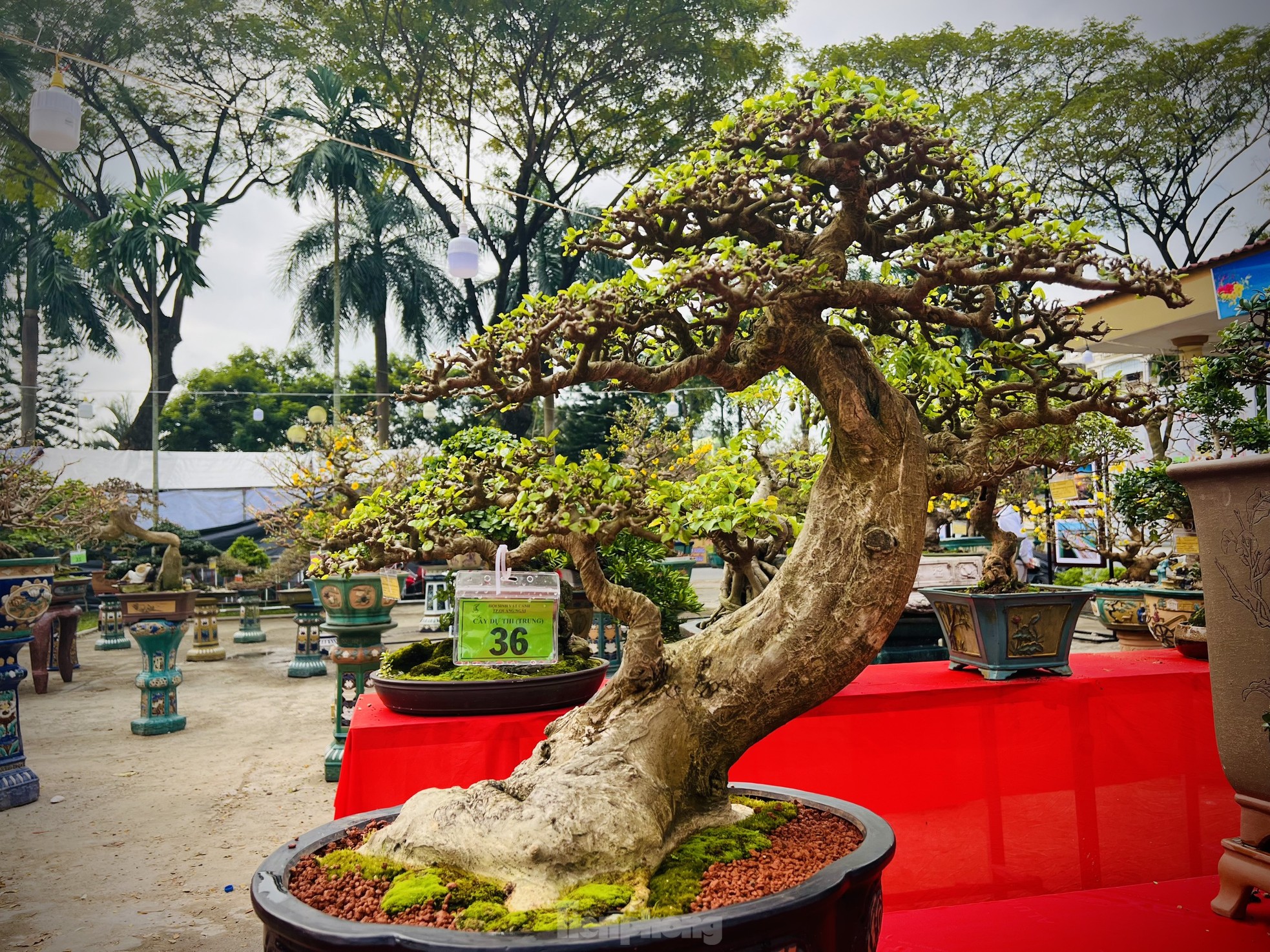 Dàn bonsai độc lạ, giá lên đến 500 triệu đồng ở Quảng Ngãi - Ảnh 13.
