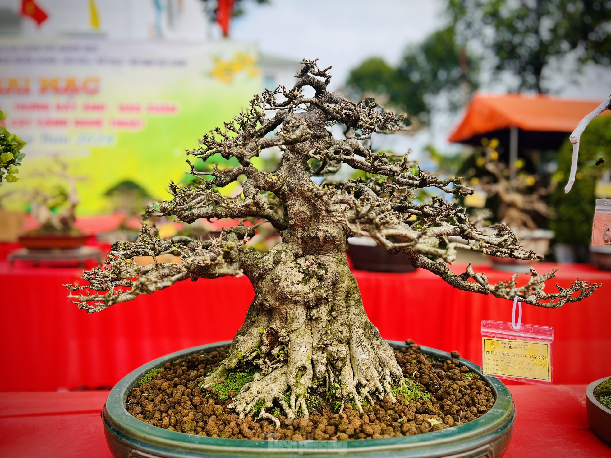 Dàn bonsai độc lạ, giá lên đến 500 triệu đồng ở Quảng Ngãi - Ảnh 9.