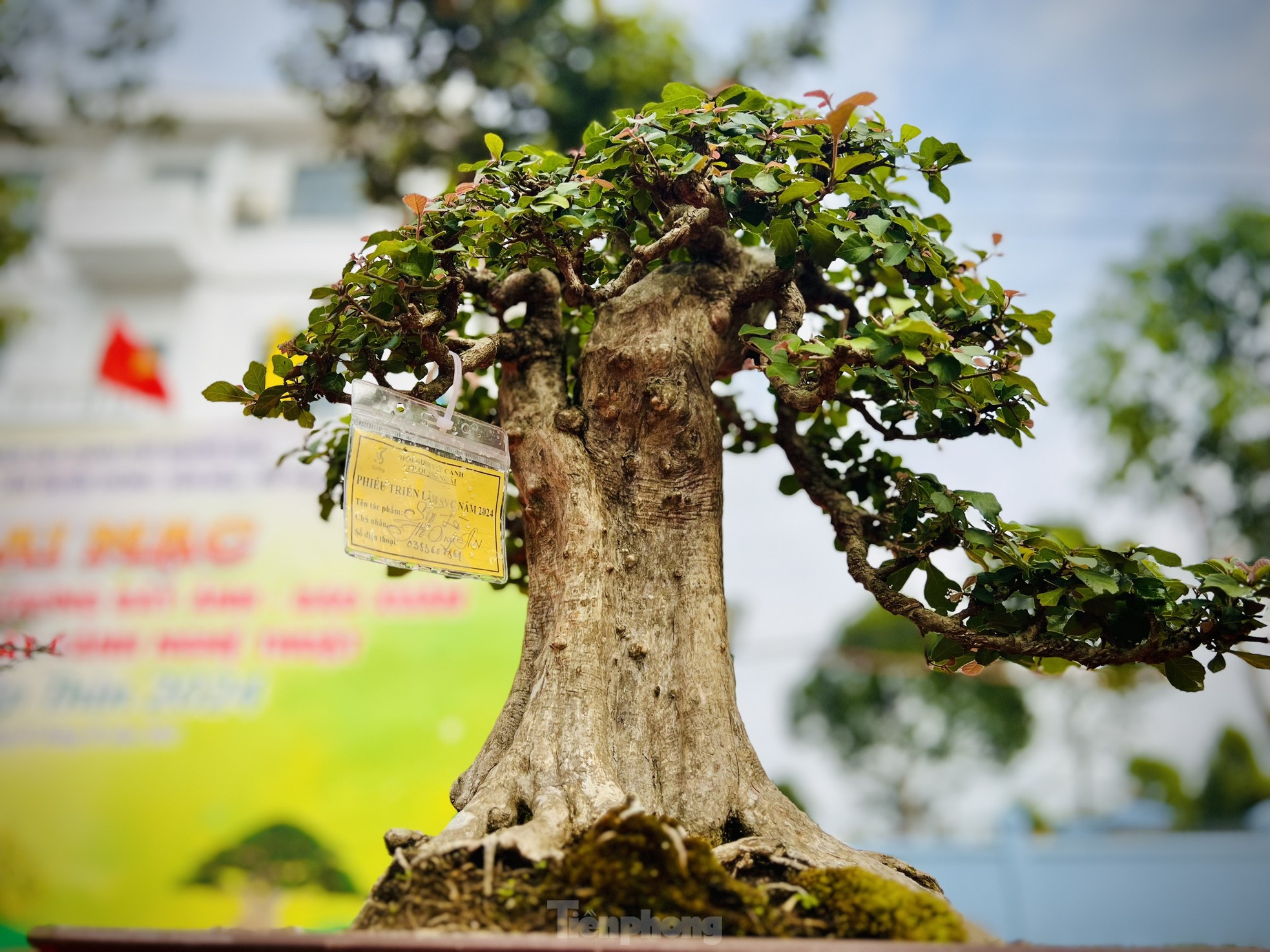 Dàn bonsai độc lạ, giá lên đến 500 triệu đồng ở Quảng Ngãi - Ảnh 12.