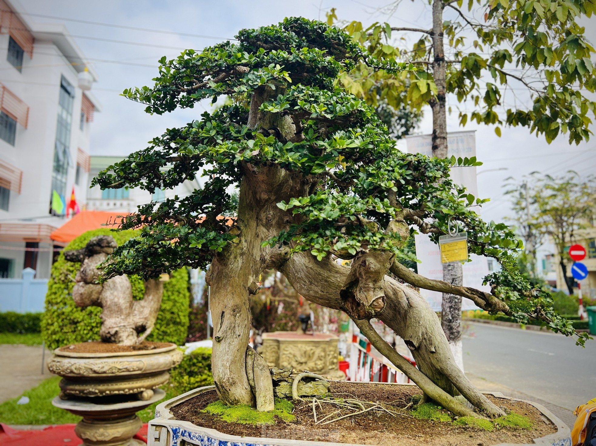 Dàn bonsai độc lạ, giá lên đến 500 triệu đồng ở Quảng Ngãi - Ảnh 21.