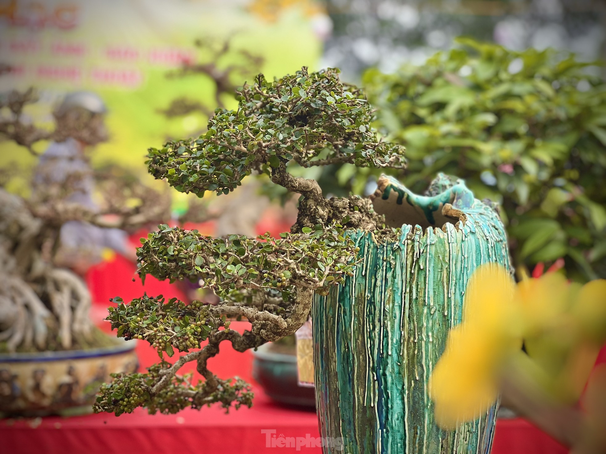 Dàn bonsai độc lạ, giá lên đến 500 triệu đồng ở Quảng Ngãi - Ảnh 8.