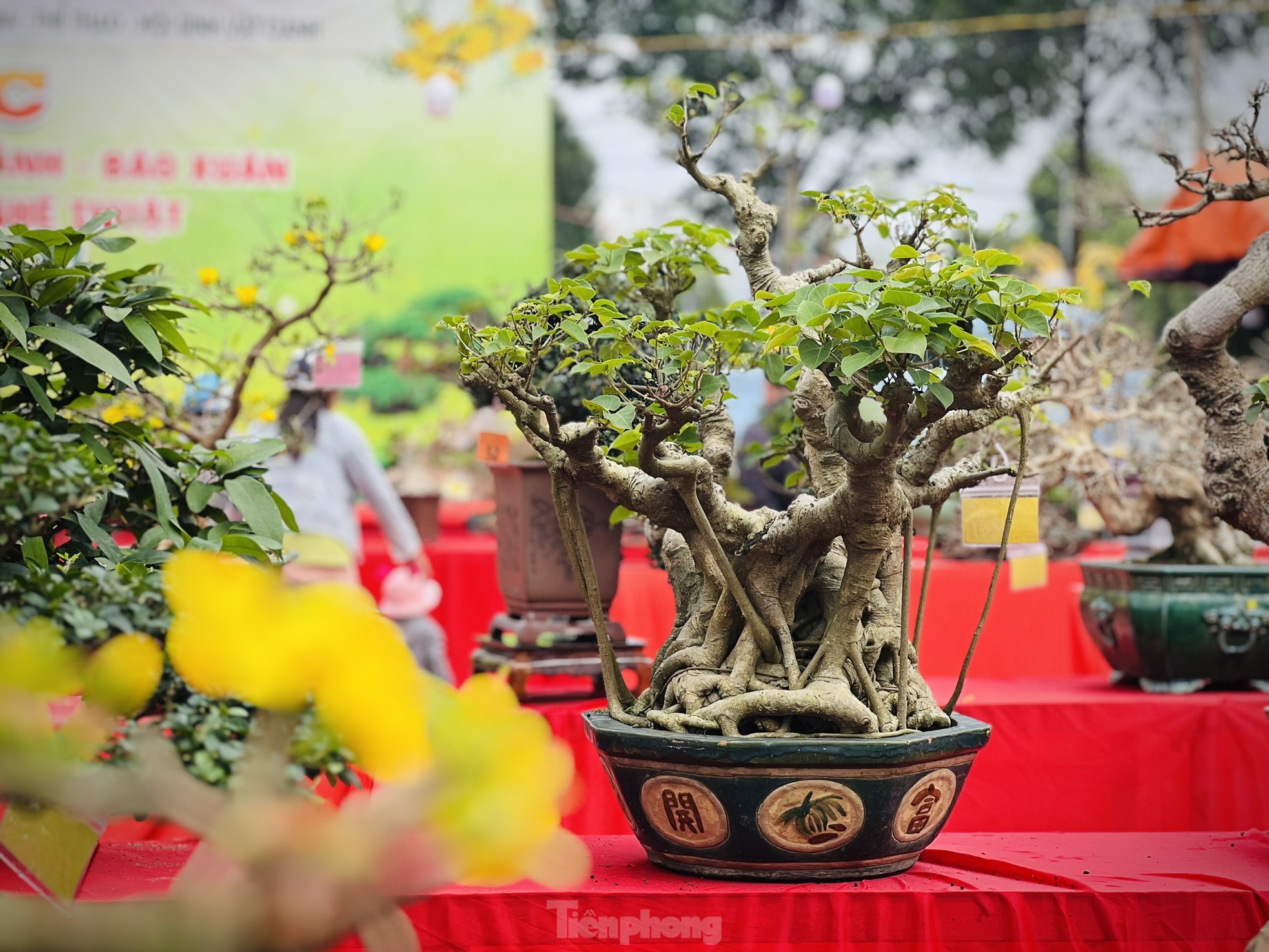 Dàn bonsai độc lạ, giá lên đến 500 triệu đồng ở Quảng Ngãi - Ảnh 17.