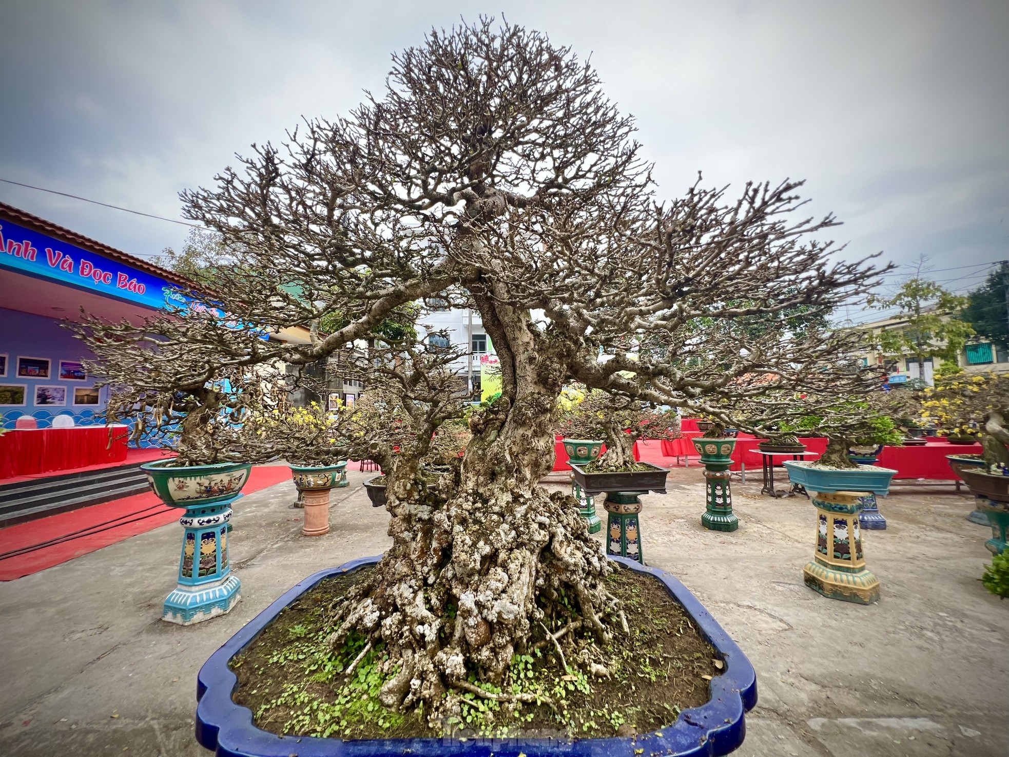 Dàn bonsai độc lạ, giá lên đến 500 triệu đồng ở Quảng Ngãi - Ảnh 24.