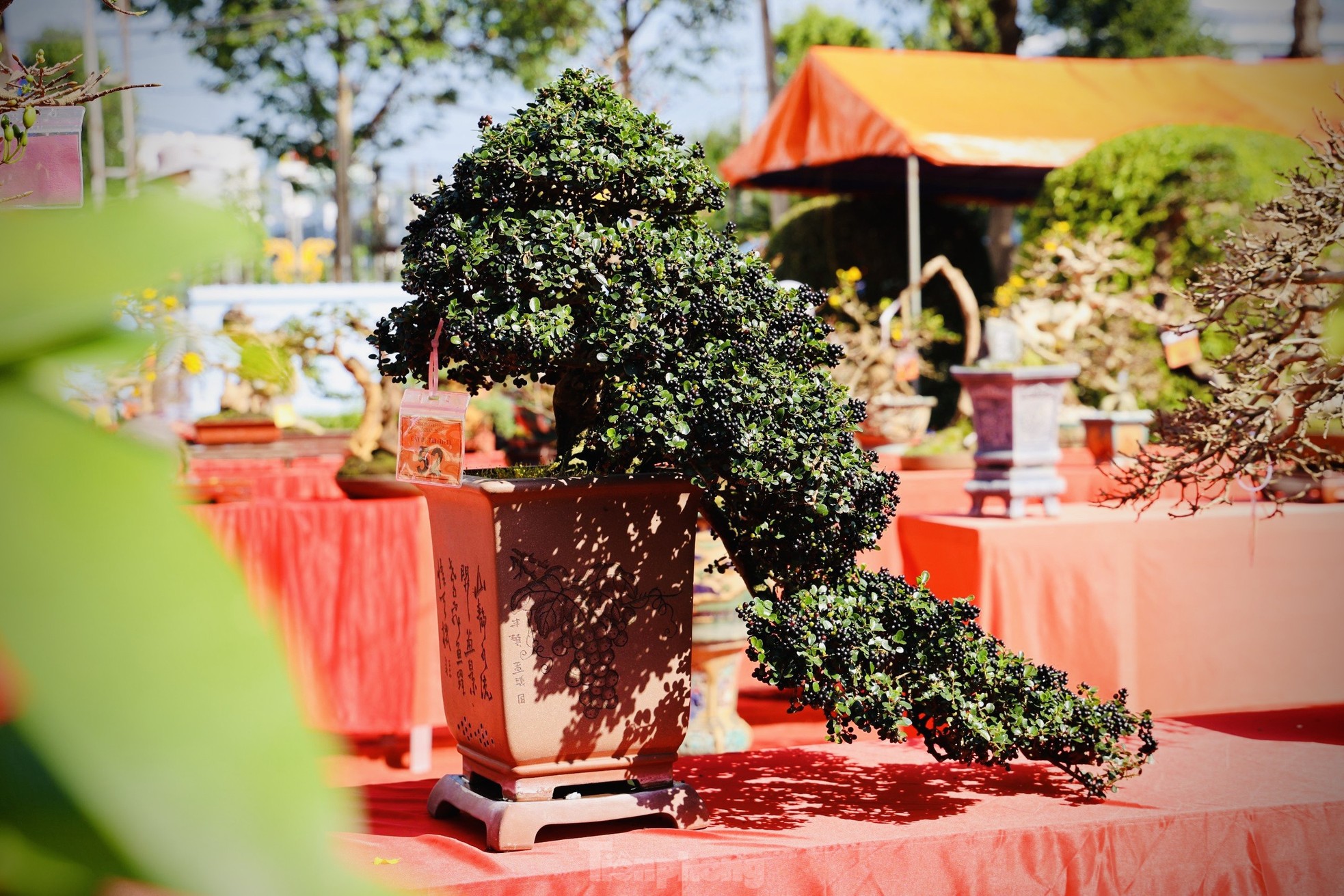 Dàn bonsai độc lạ, giá lên đến 500 triệu đồng ở Quảng Ngãi - Ảnh 19.