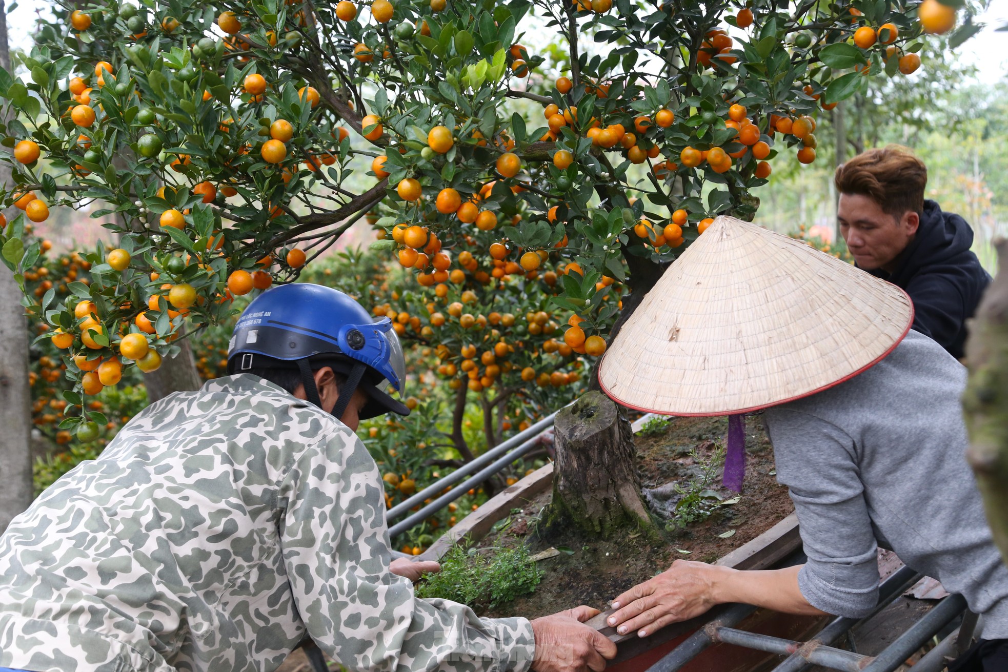 Xe ôm 'chạy show' chở đào, quất thu tiền triệu ngày giáp Tết - Ảnh 3.