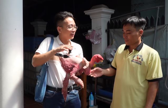 Chú gà trụi lông toàn thân, cặp chân cột đình hiếm cỡ nào mà chủ hô: 500 triệu mới bán? - Ảnh 3. Chú gà trụi lông toàn thân, cặp chân cột đình hiếm cỡ nào mà chủ hô: 500 triệu mới bán? - Ảnh 3.