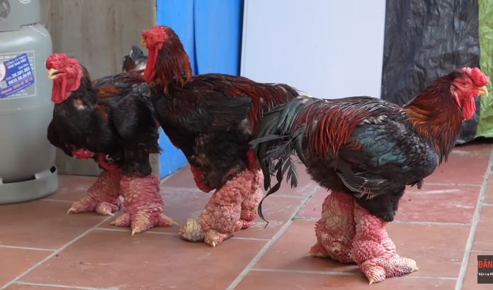 Chú gà trụi lông toàn thân, cặp chân cột đình hiếm cỡ nào mà chủ hô: 500 triệu mới bán? - Ảnh 5. Chú gà trụi lông toàn thân, cặp chân cột đình hiếm cỡ nào mà chủ hô: 500 triệu mới bán? - Ảnh 5.