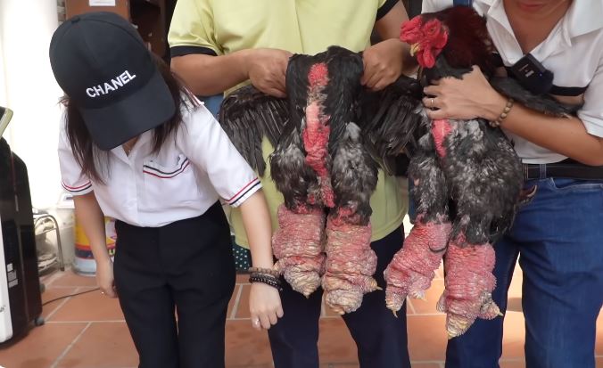 Chú gà trụi lông toàn thân, cặp chân cột đình hiếm cỡ nào mà chủ hô: 500 triệu mới bán? - Ảnh 4. Chú gà trụi lông toàn thân, cặp chân cột đình hiếm cỡ nào mà chủ hô: 500 triệu mới bán? - Ảnh 4.