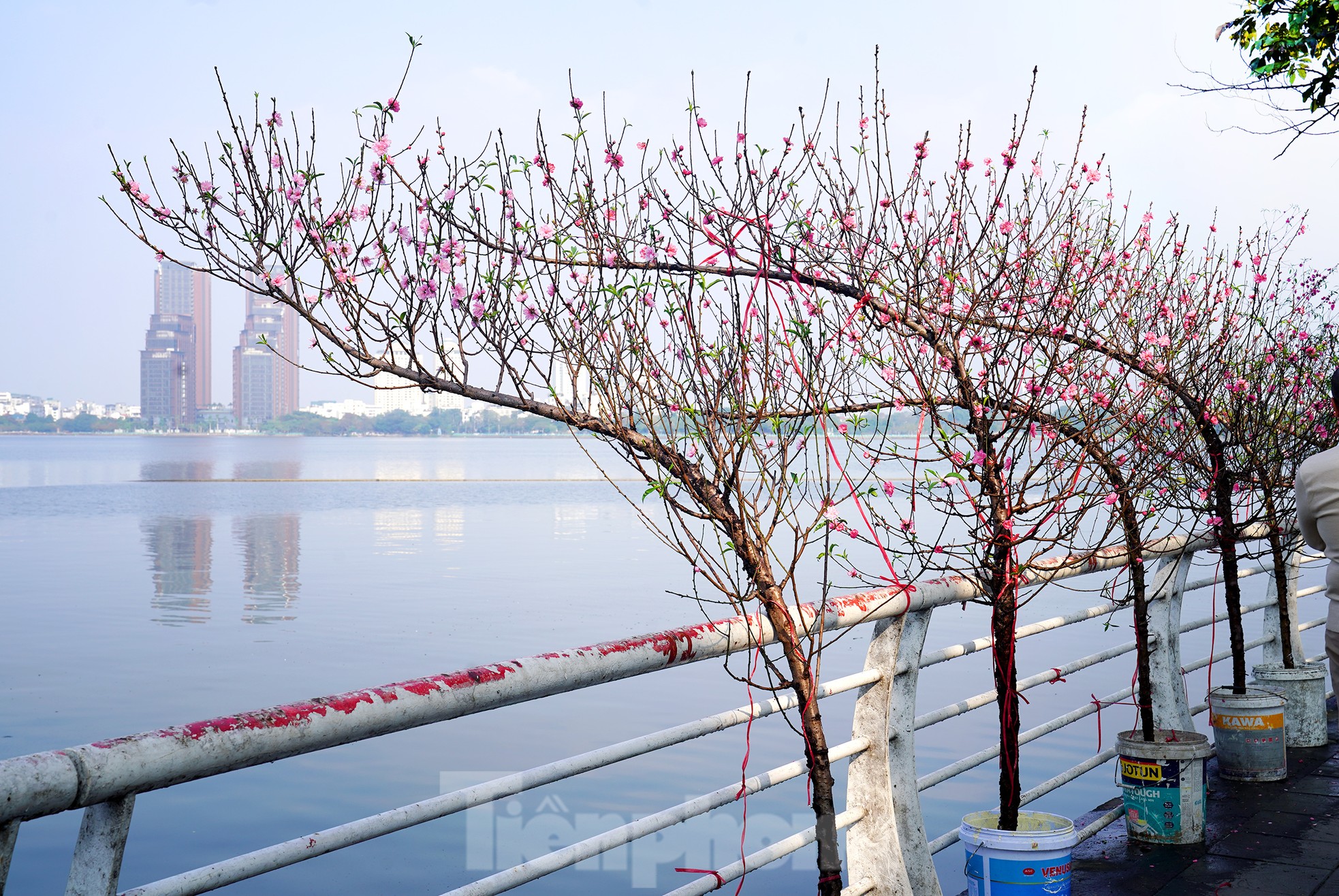 Đào quất 'ê hề', tiểu thương quyết không hạ giá dù sức mua kém - Ảnh 11. Đào quất 'ê hề', tiểu thương quyết không hạ giá dù sức mua kém - Ảnh 11.