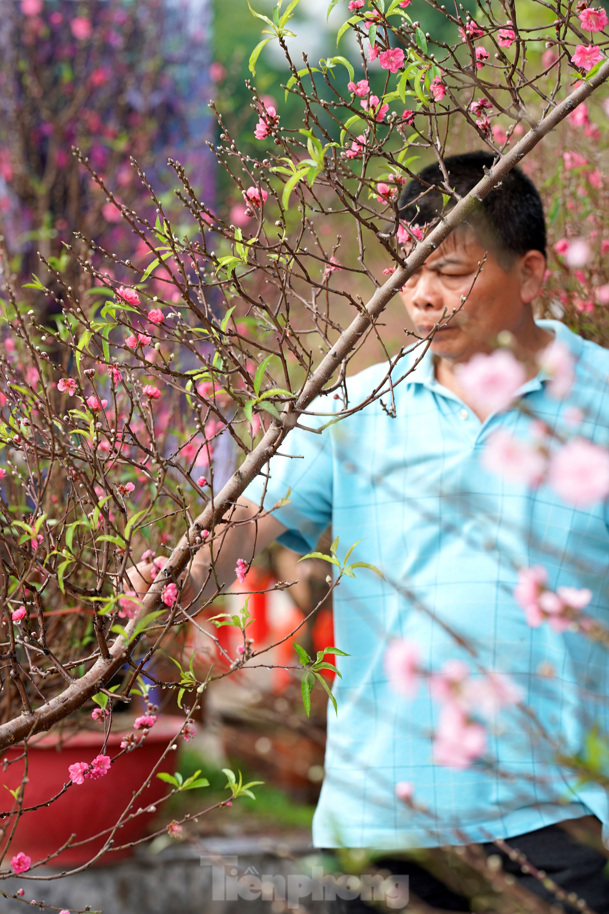 Đào quất 'ê hề', tiểu thương quyết không hạ giá dù sức mua kém - Ảnh 13. Đào quất 'ê hề', tiểu thương quyết không hạ giá dù sức mua kém - Ảnh 13.