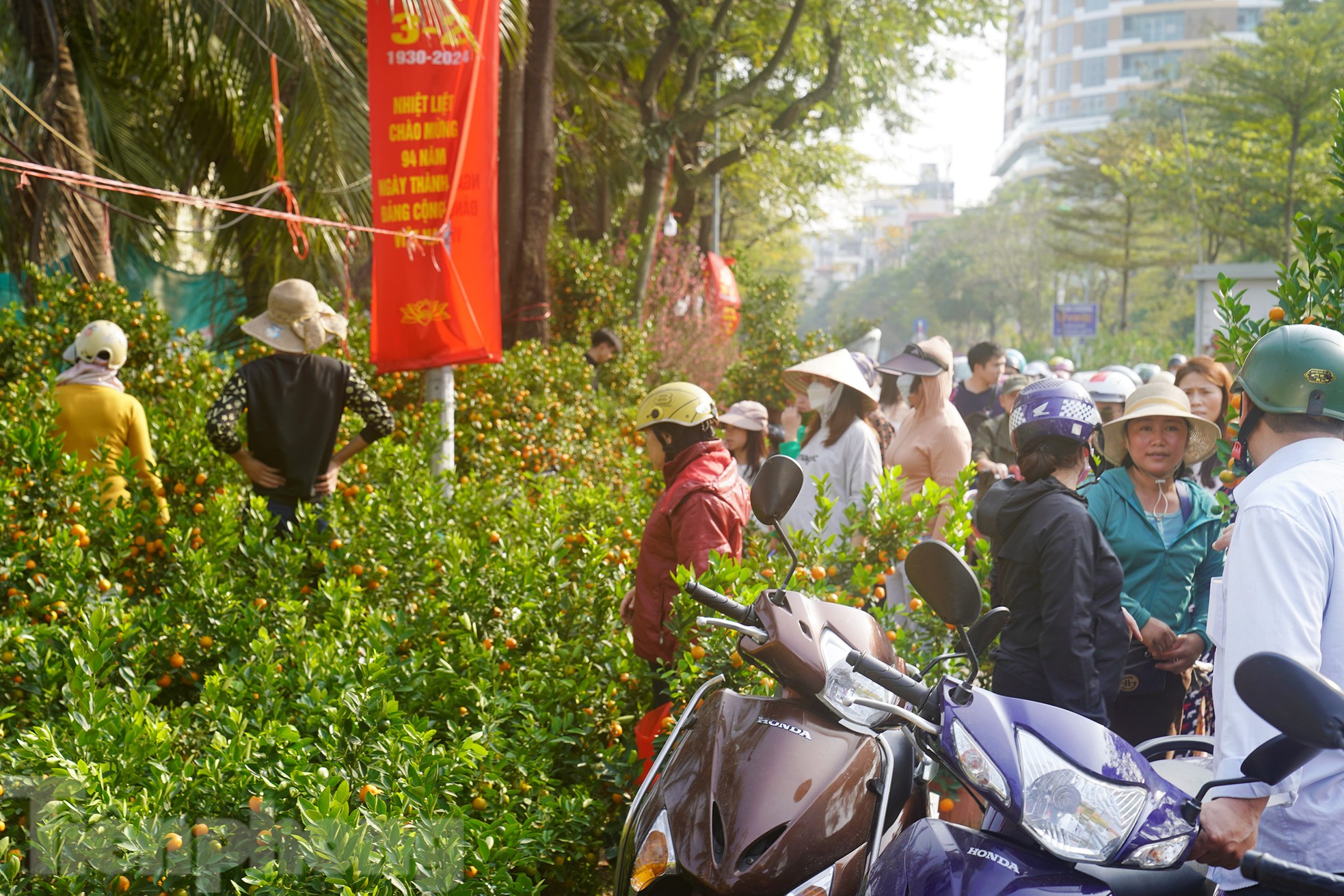 Đào quất 'ê hề', tiểu thương quyết không hạ giá dù sức mua kém - Ảnh 9. Đào quất 'ê hề', tiểu thương quyết không hạ giá dù sức mua kém - Ảnh 9.