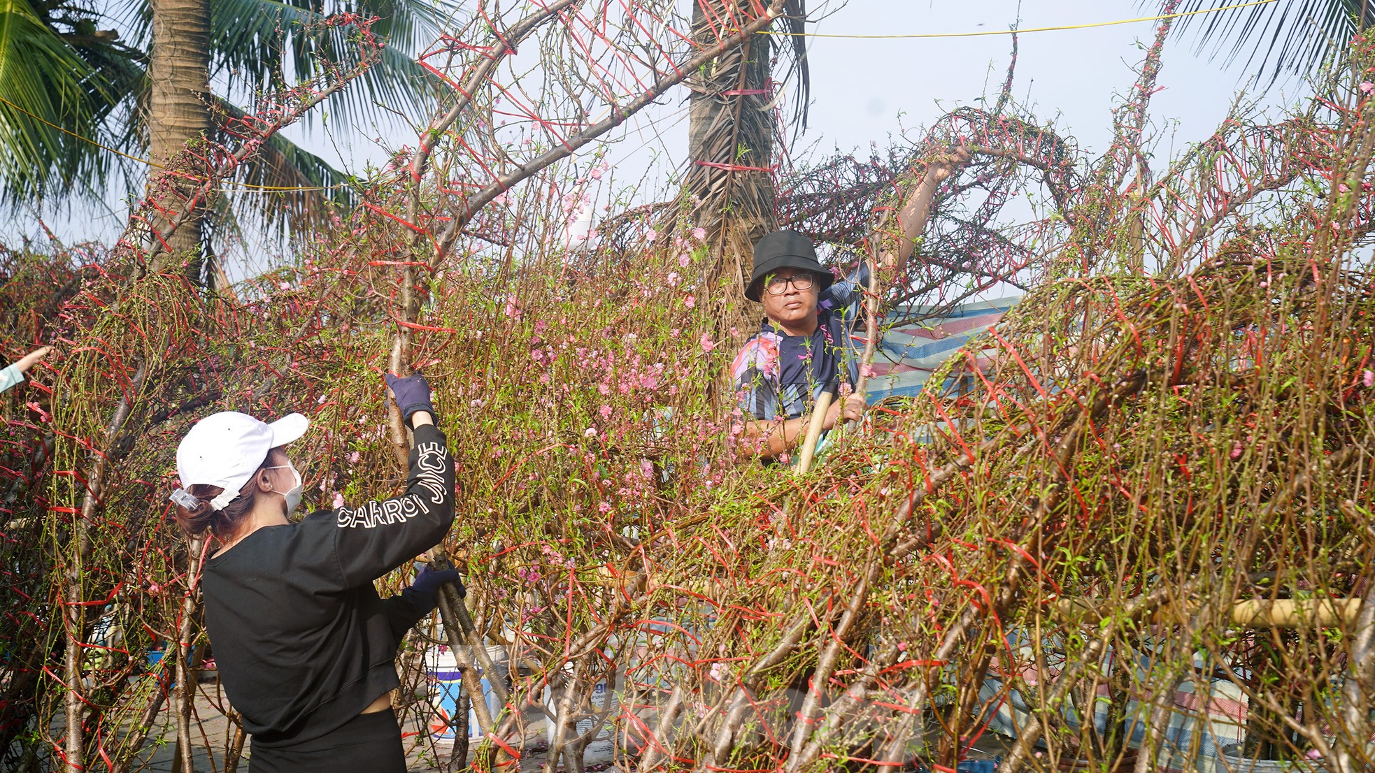 Đào quất 'ê hề', tiểu thương quyết không hạ giá dù sức mua kém - Ảnh 12. Đào quất 'ê hề', tiểu thương quyết không hạ giá dù sức mua kém - Ảnh 12.